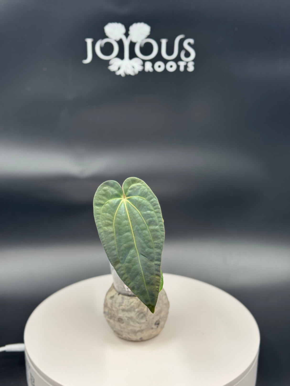 Anthurium BWM x Papi “Trop 10”