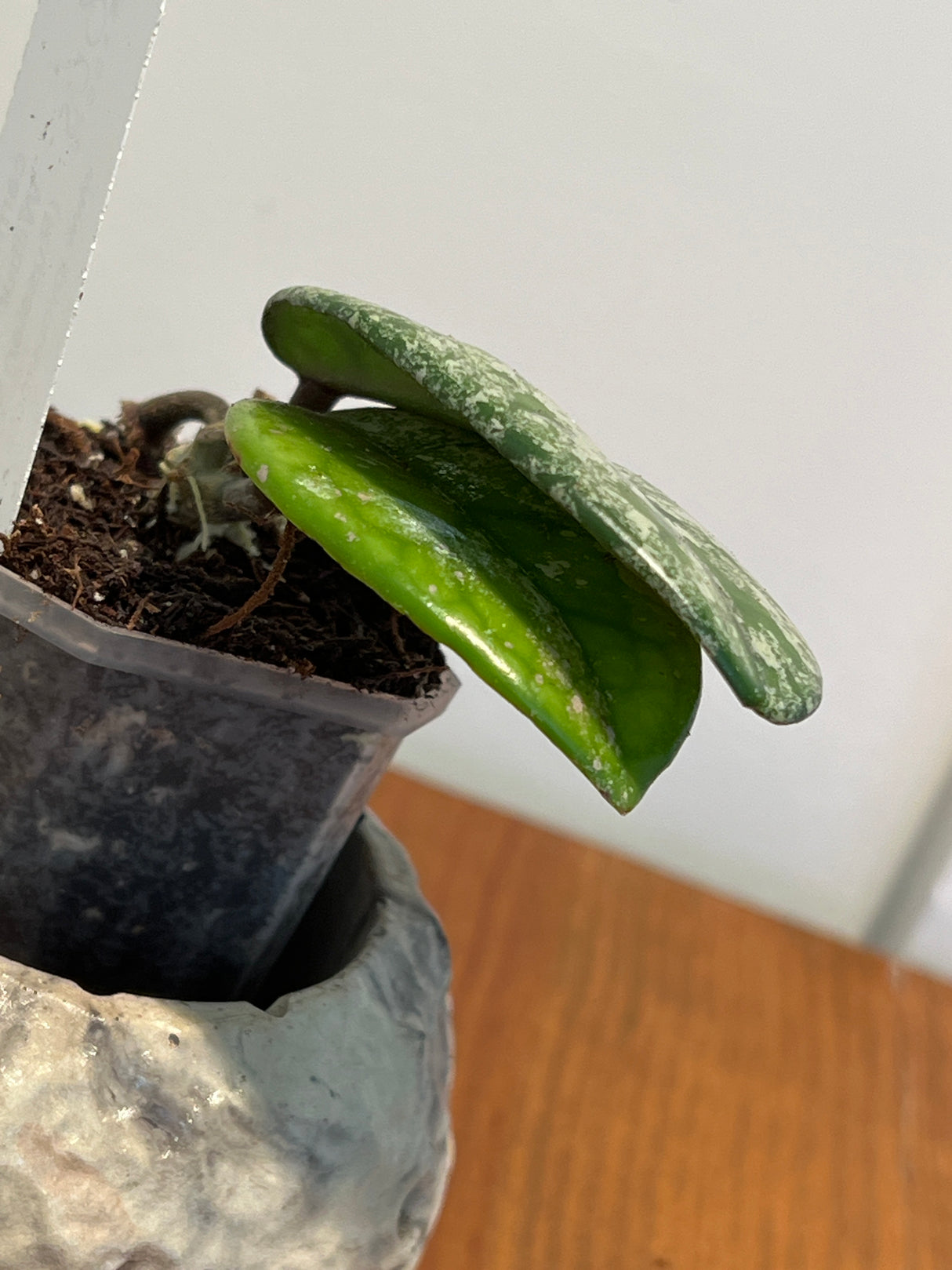 A-961 carnosa ‘ Wilbur Graves’ (Russian clone)