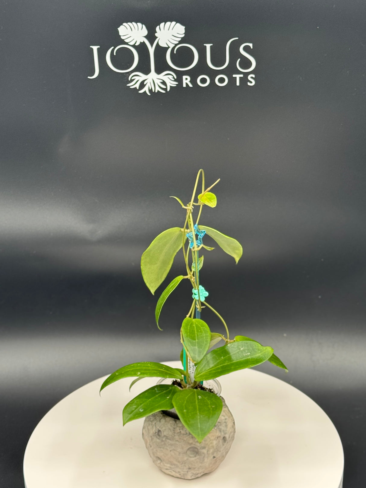 Hoya WRX92-JB01 (sp. BP01 x Bengellip 10)