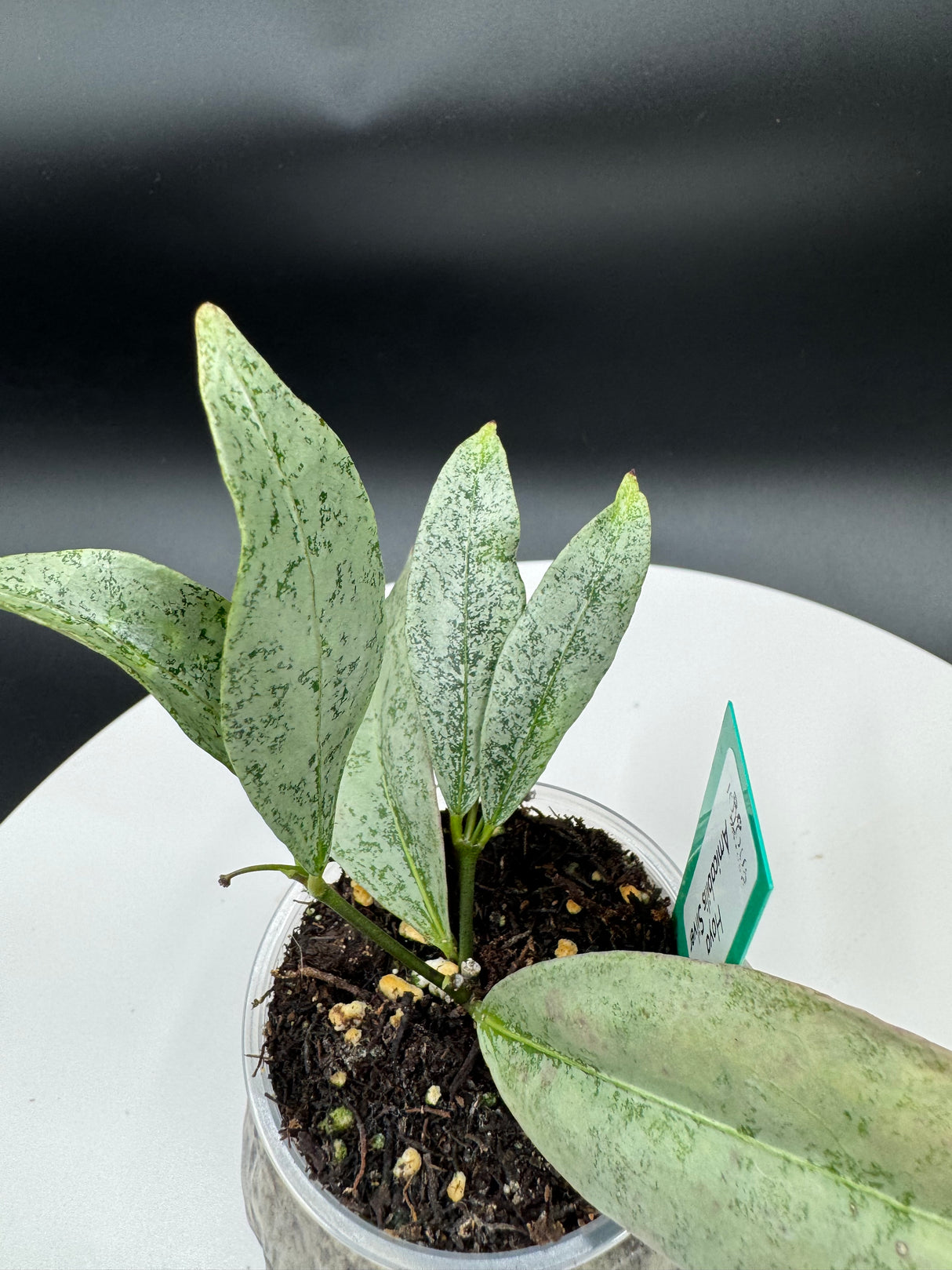 Hoya amicabilis (Silver)