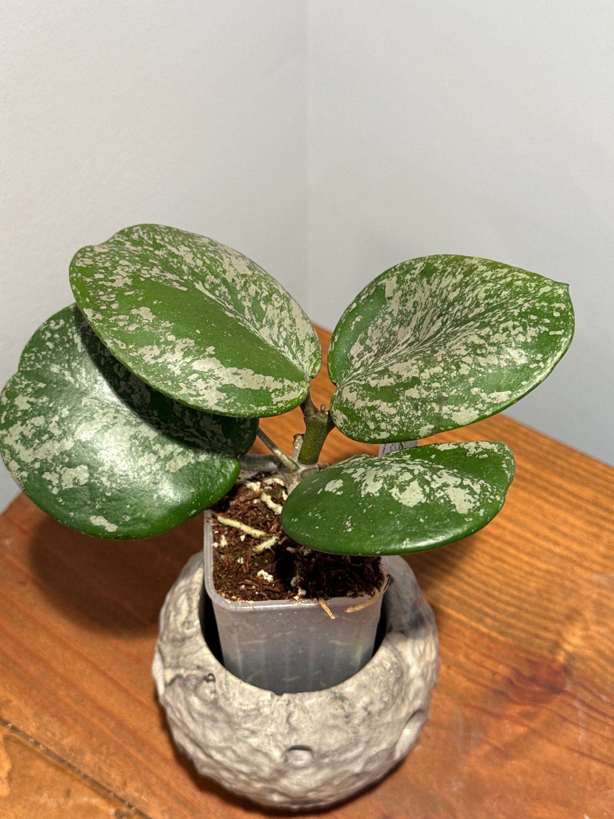A-189 Hoya obovata (super splash)