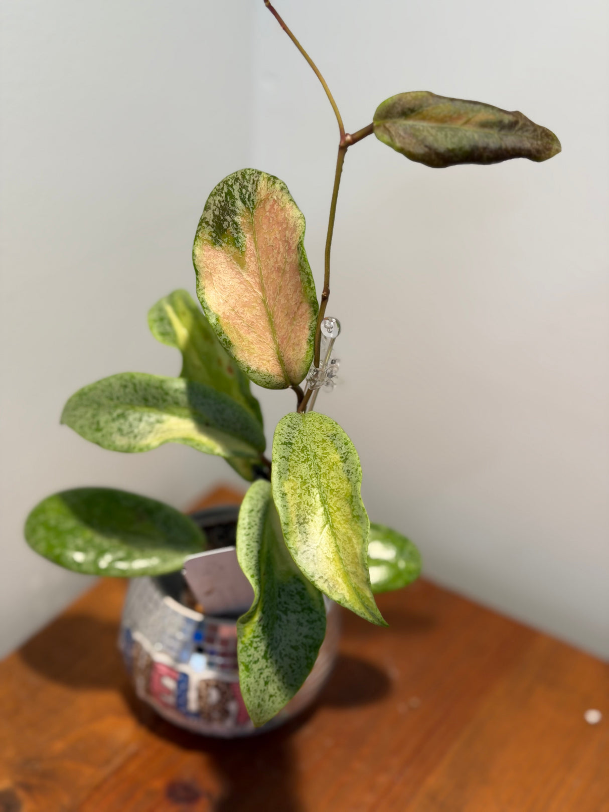 A-253 Jita ‘Autumn Guava’ (silver, variegated)