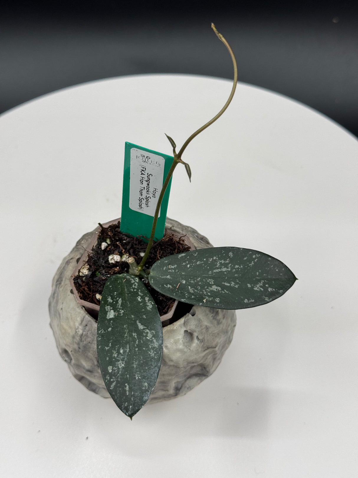 Hoya Sungwookii (FKA Hon Thom Splash)