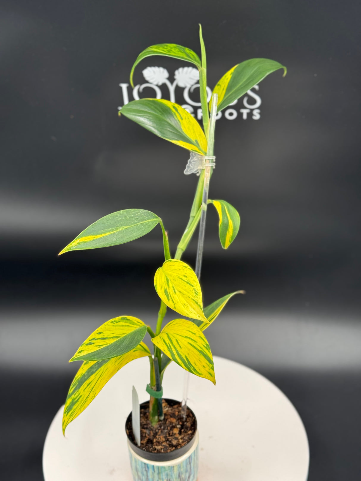 Scindapsus Coriaceus variegated