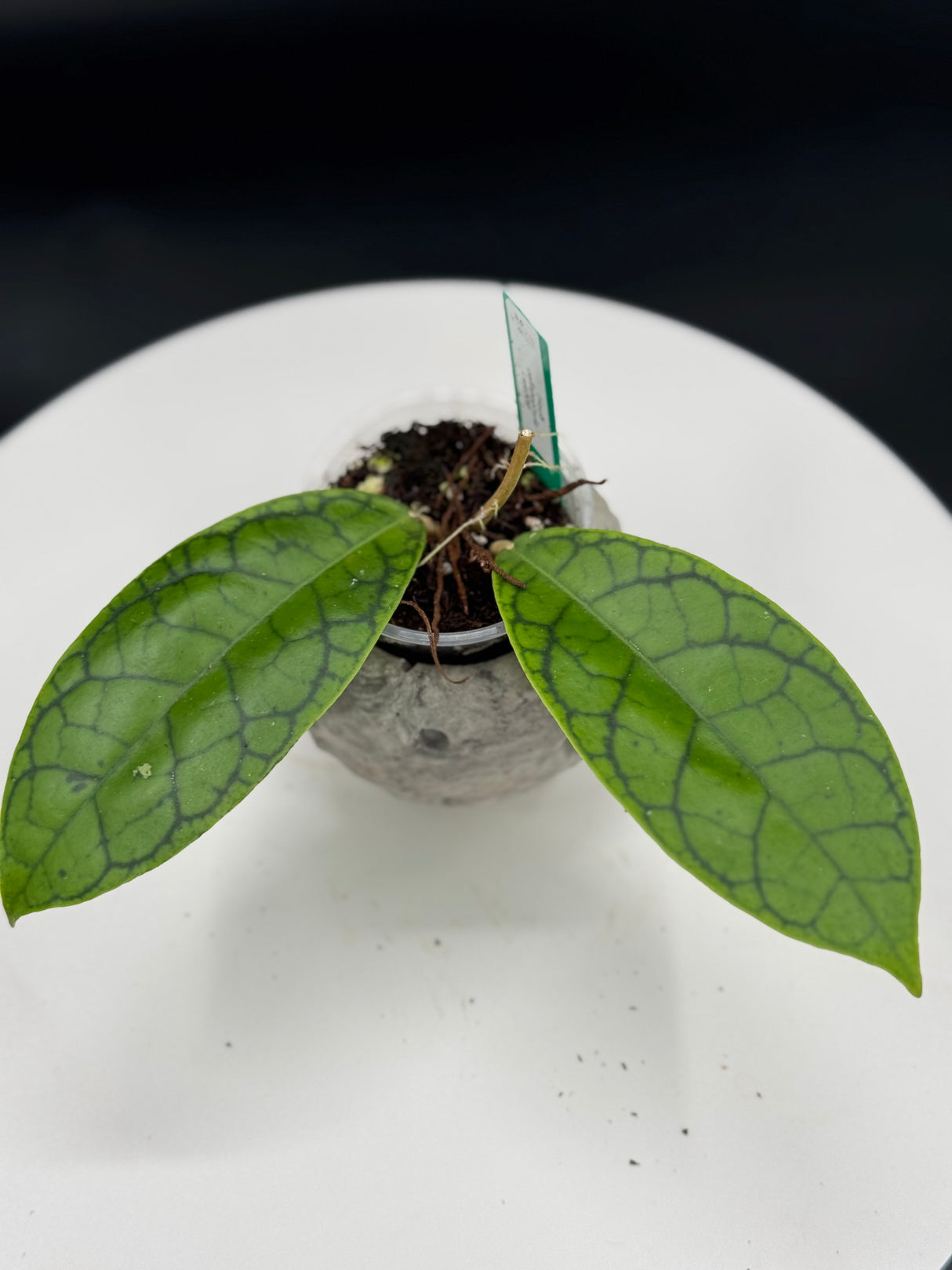 Hoya callistophylla Lek009