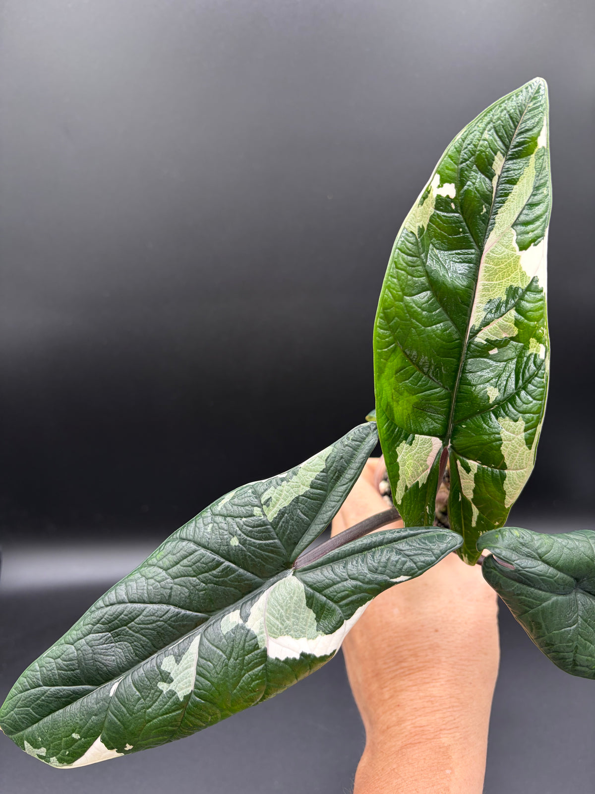Alocasia Scalprum Albo - WF-969