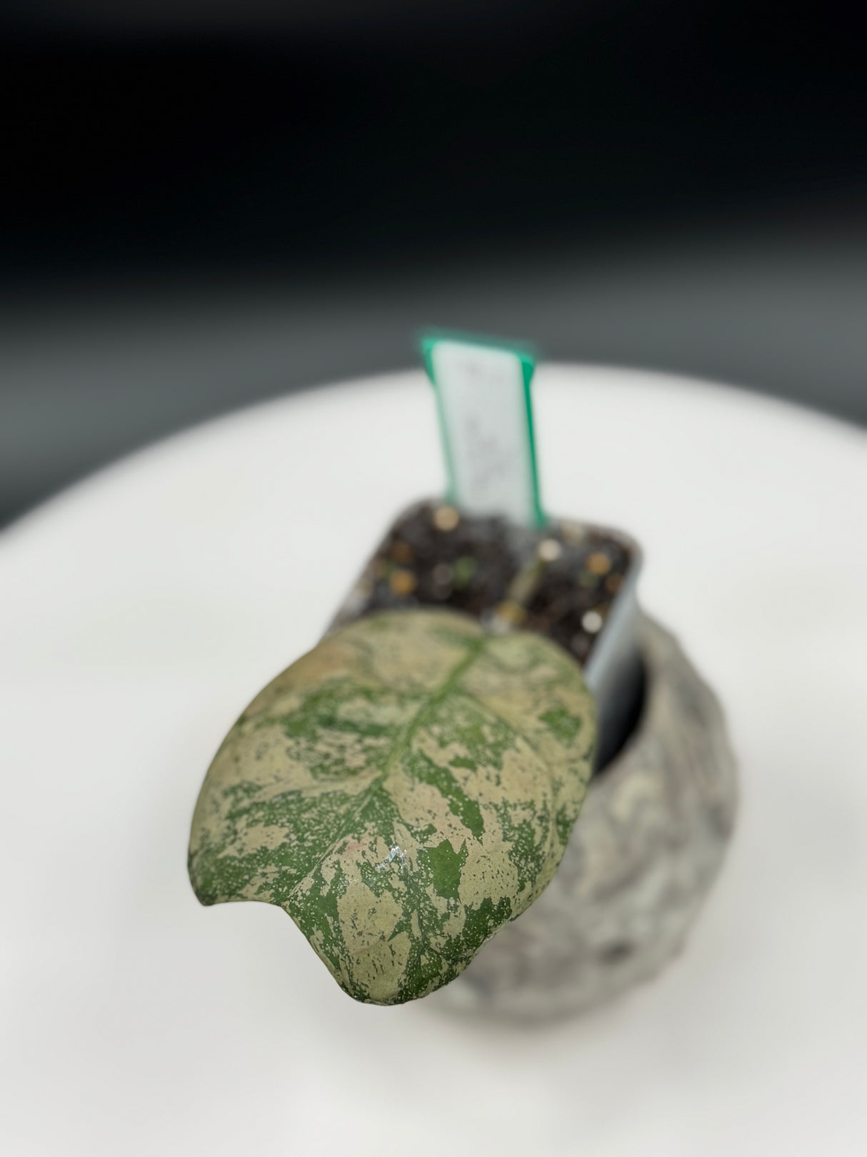 Hoya deykiae Morning Dew