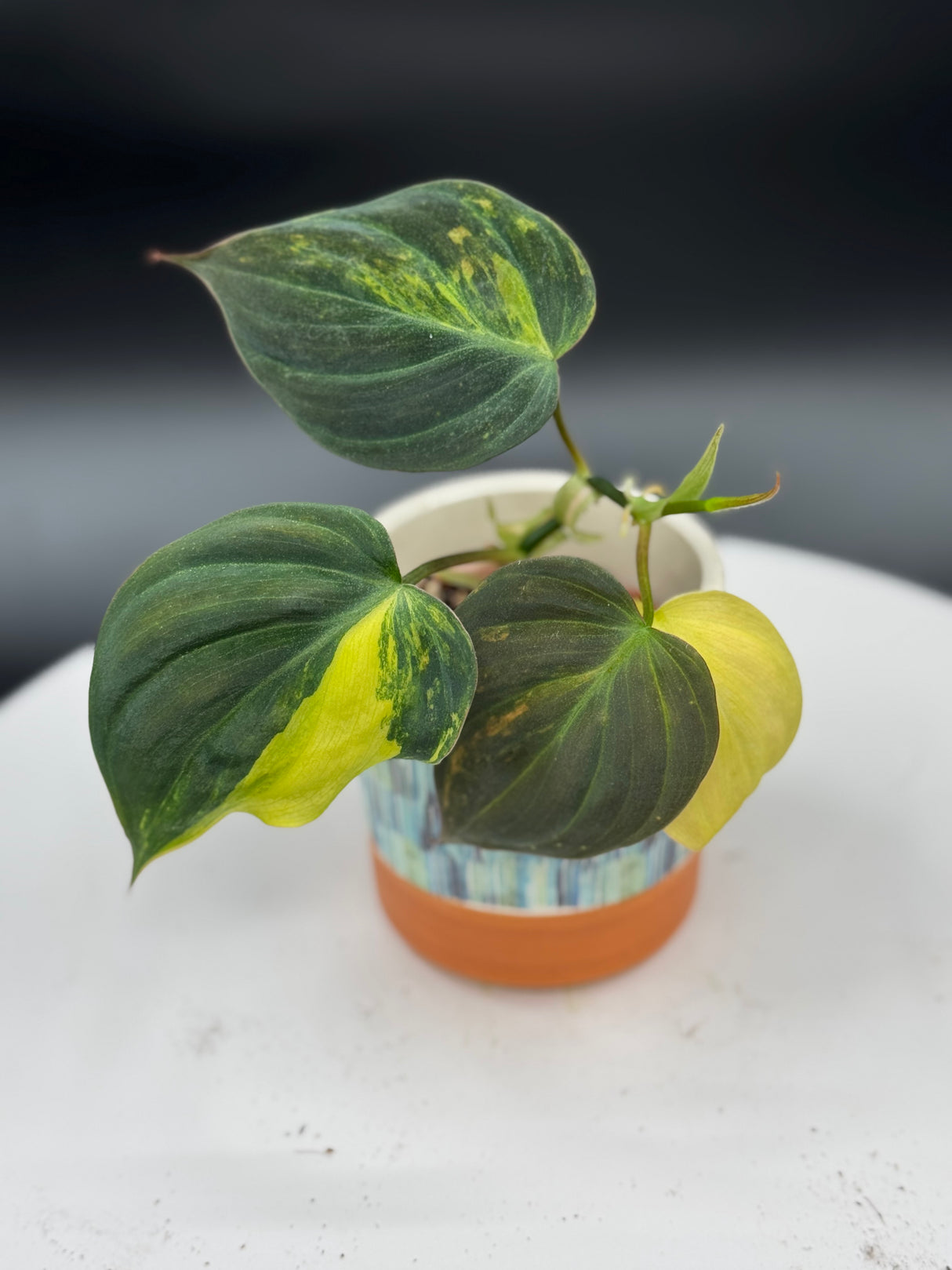 Philodendron Mican Aurea