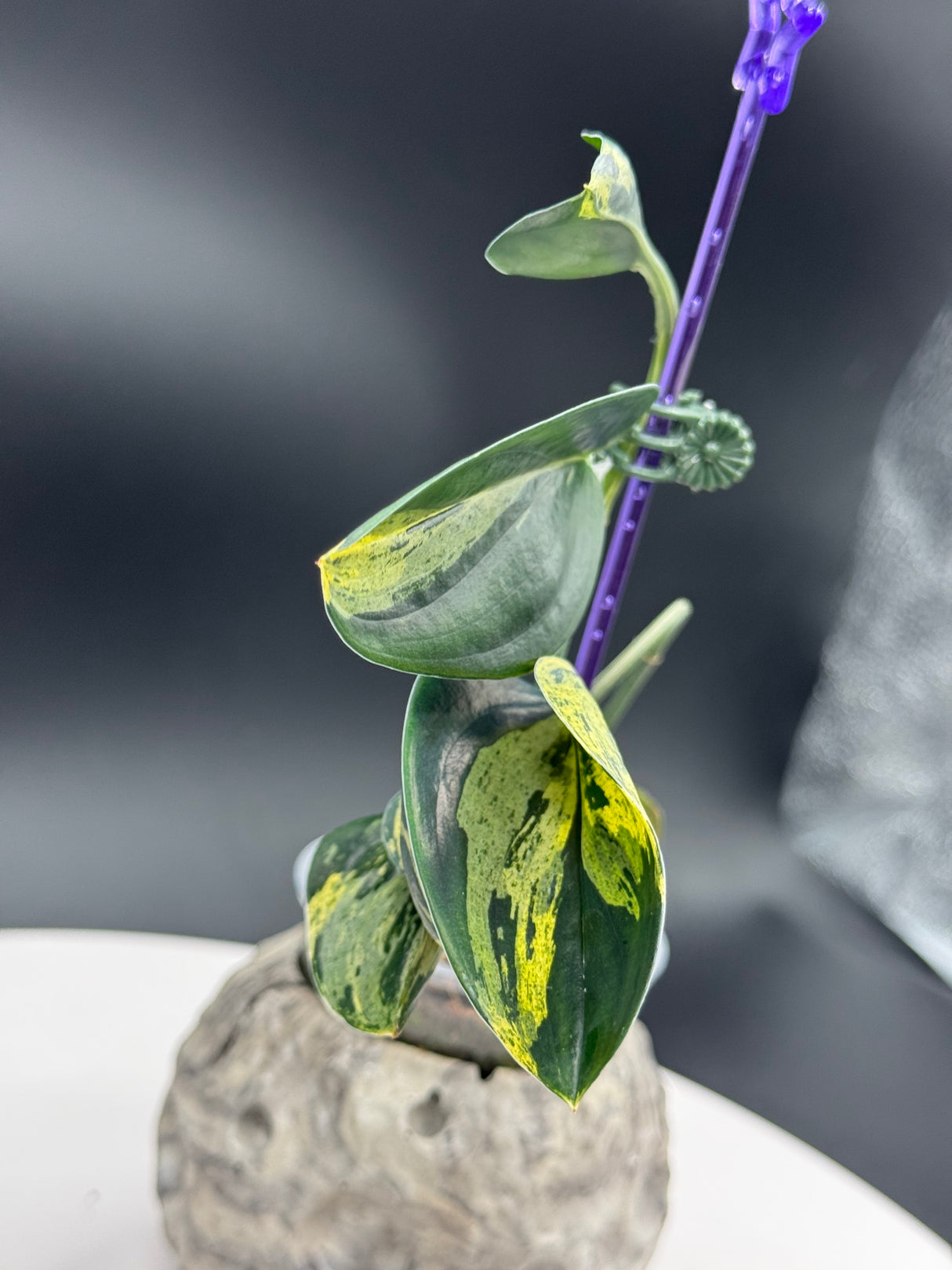 Scindapsus Treubii Dark Variegated