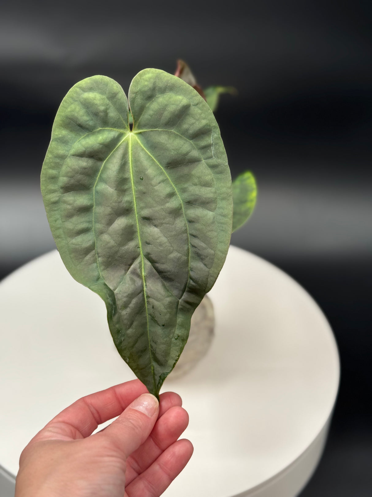 Anthurium BWM x Papi “Trop 10”