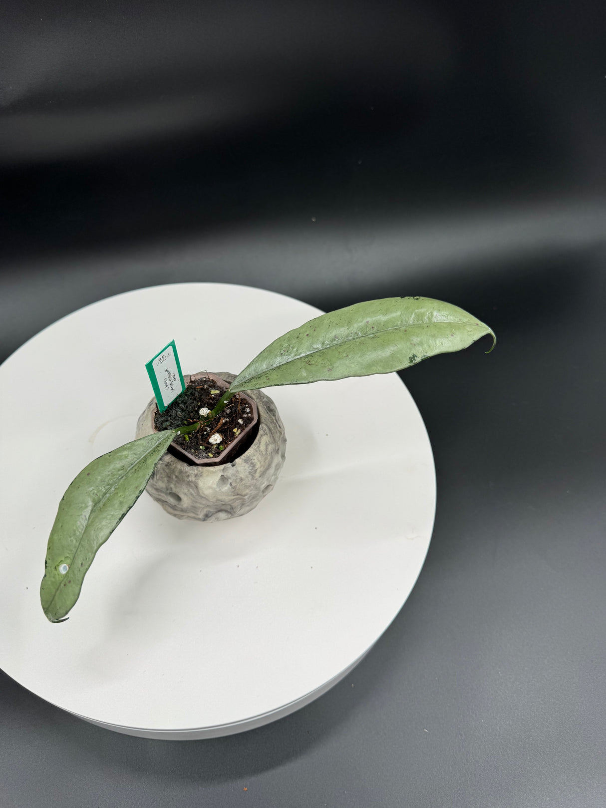 Hoya griffithii (Silver) Clone 1