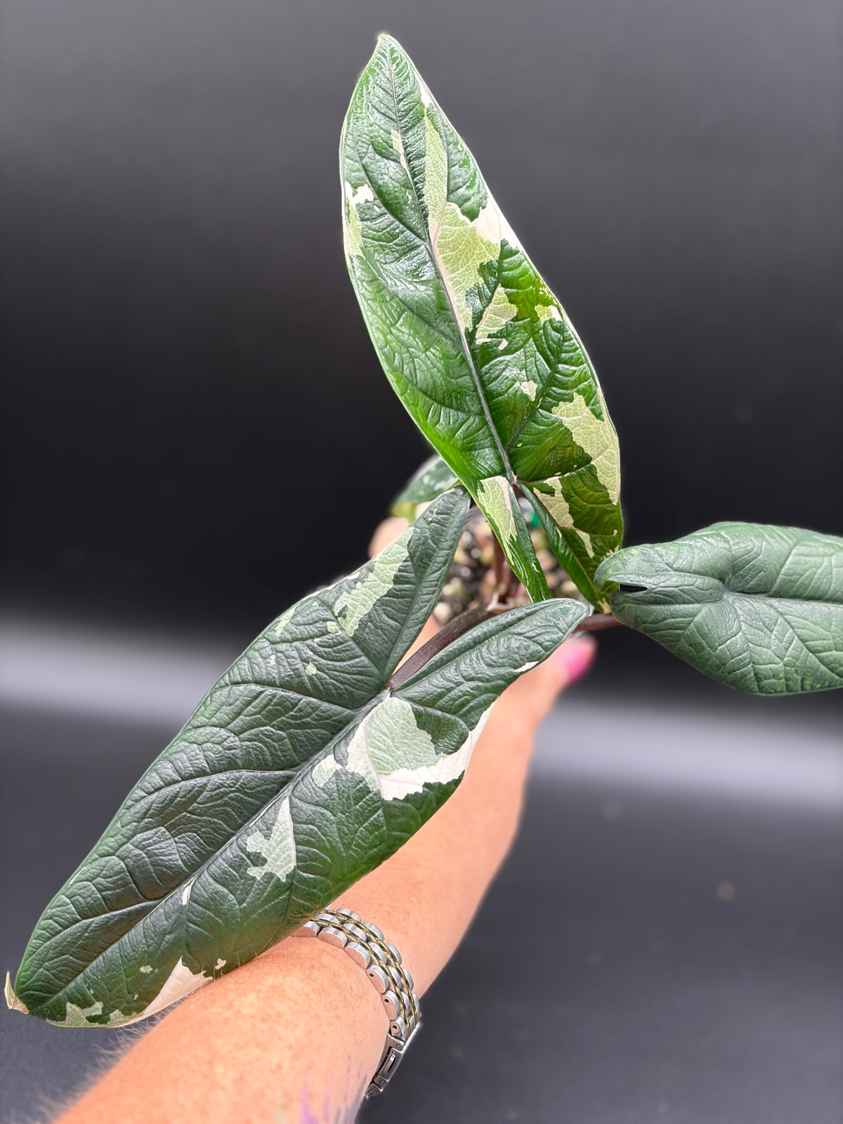 Alocasia Scalprum Albo - WF-969