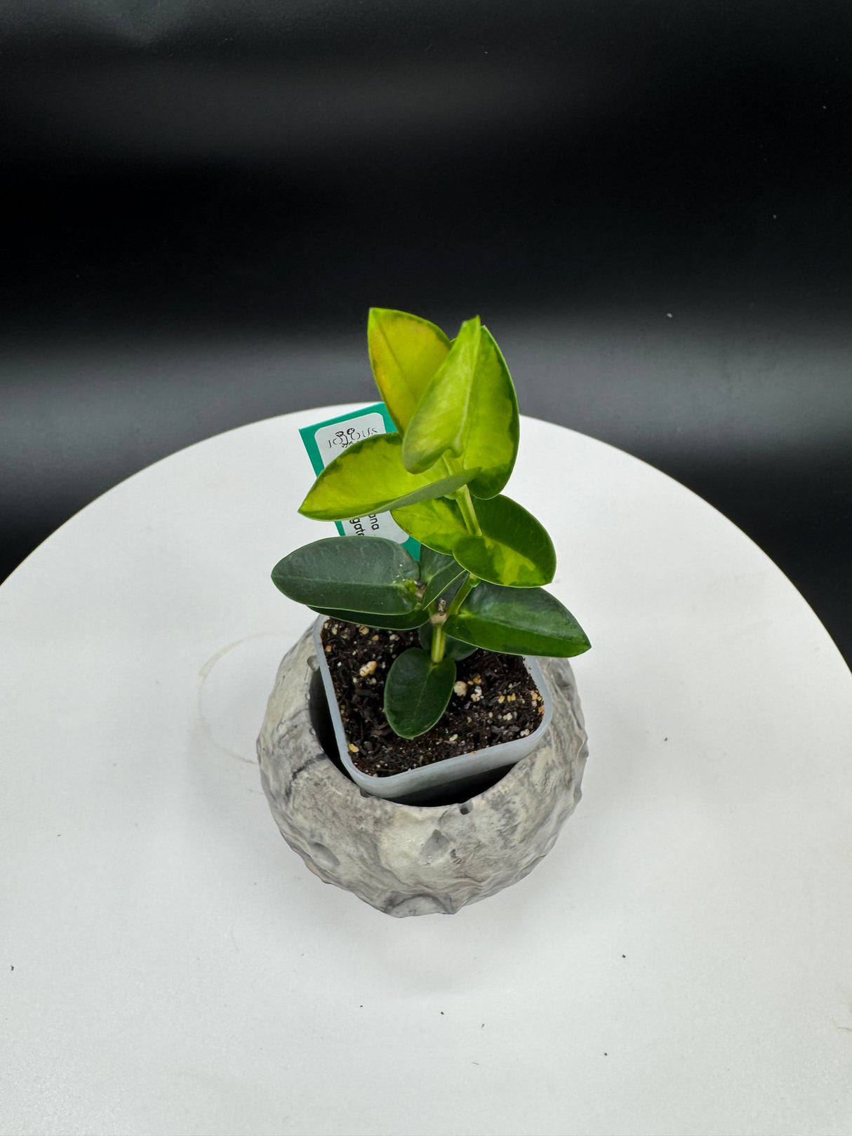 Hoya cumingiana Inner Variegated