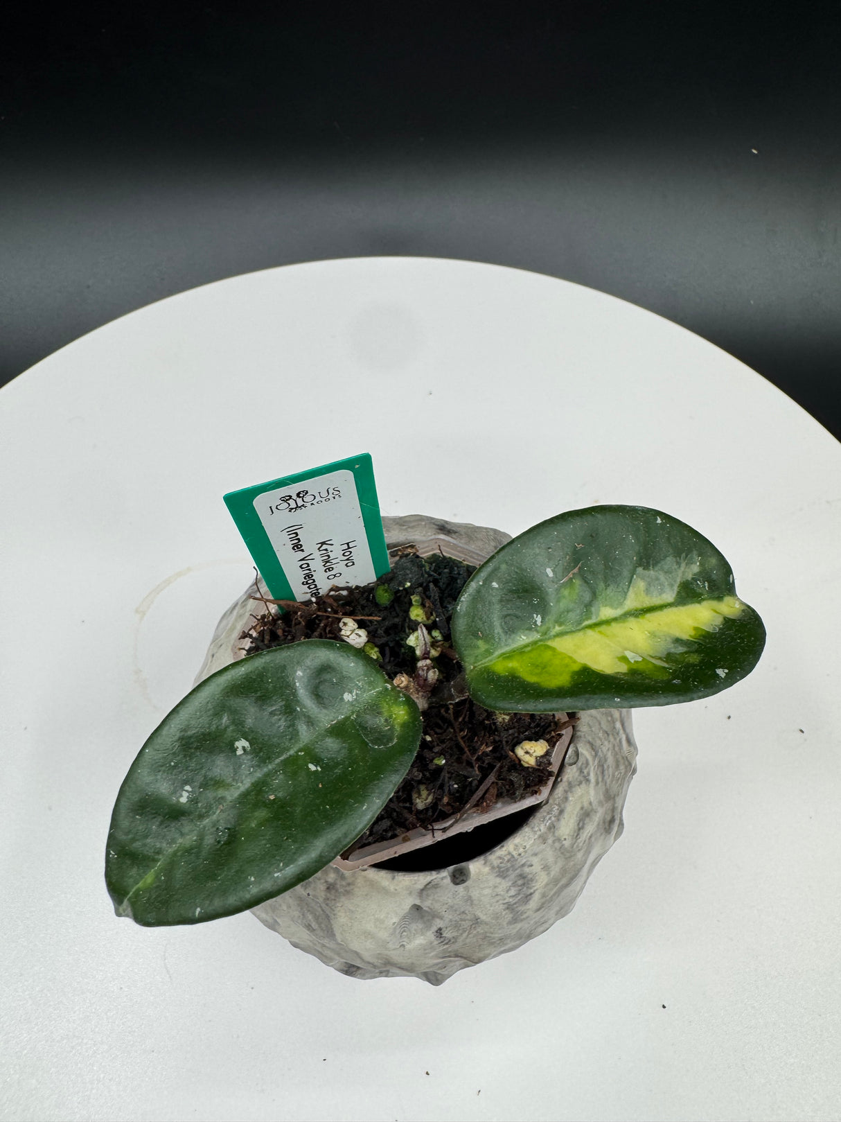 Hoya krinkle 8 Variegated