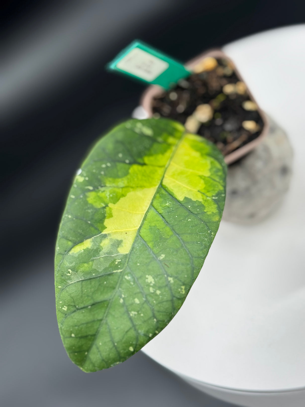 sp. Aceh Ladia Galaska