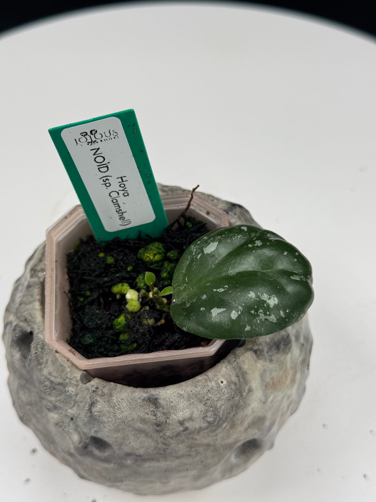 Hoya NOID (sp.Clamshell)