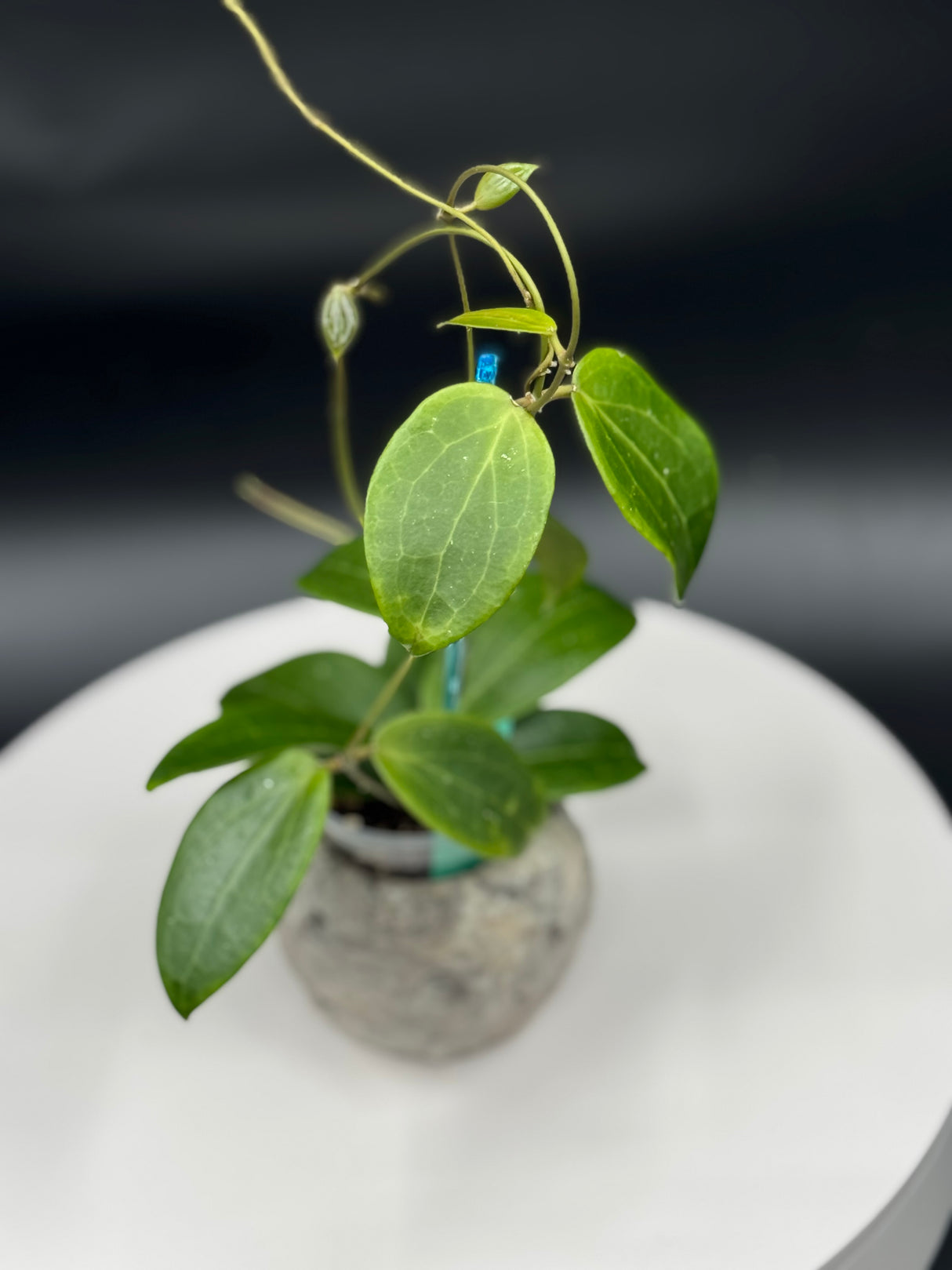 Hoya WRX92-JB01 (sp. BP01 x Bengellip 10)