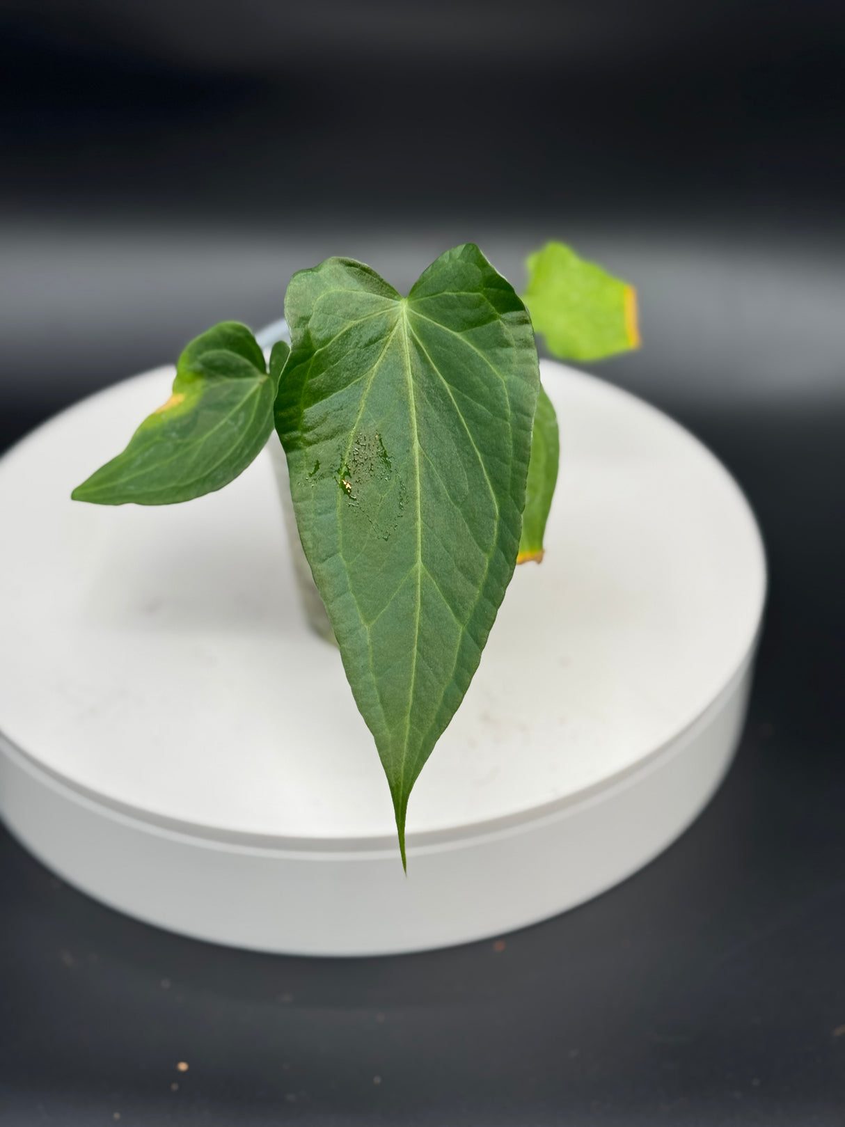 Anthurium Delta Force