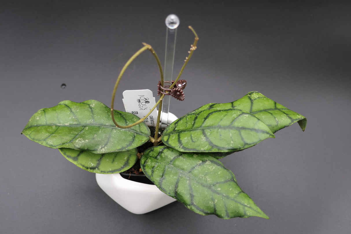 Callistophylla AR18 - WD-605