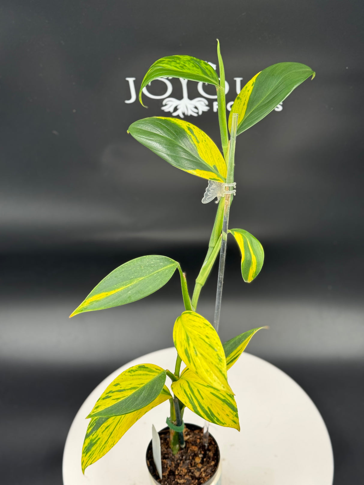 Scindapsus Coriaceus variegated