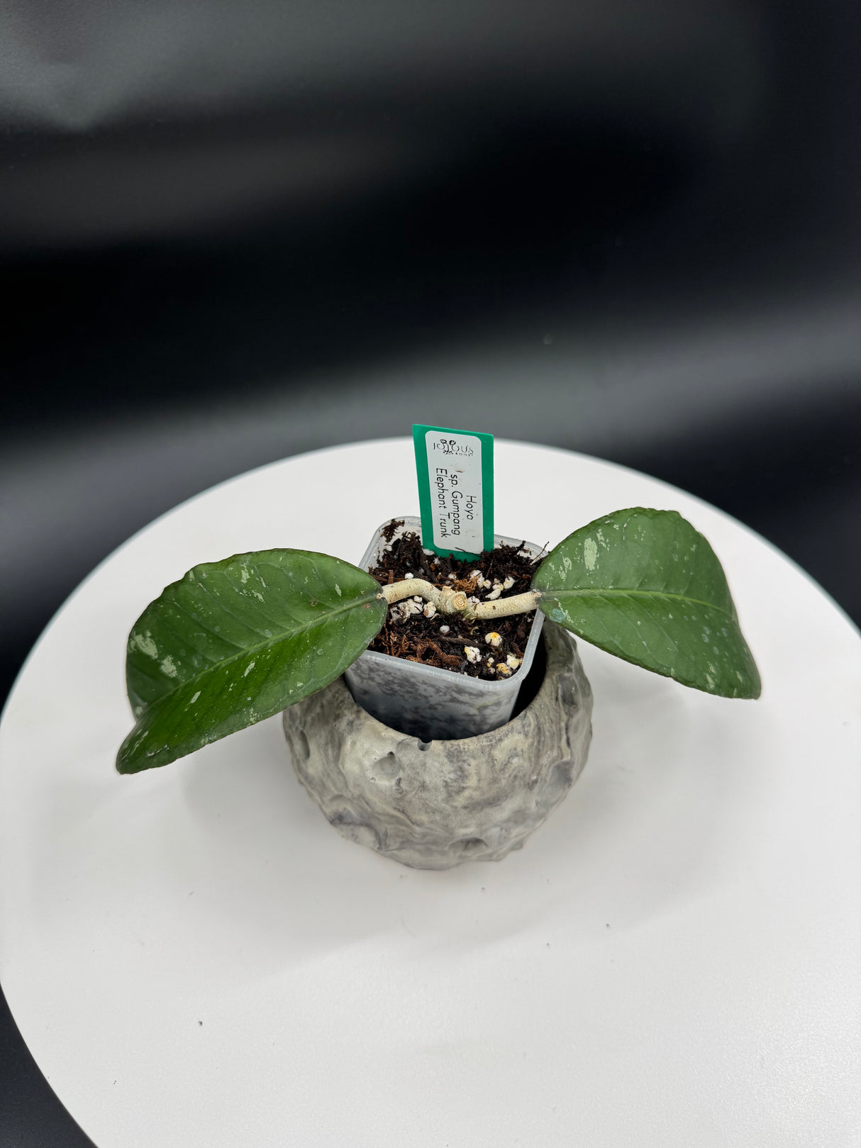 Hoya sp. Gumpung AA004 Elephant Trunk