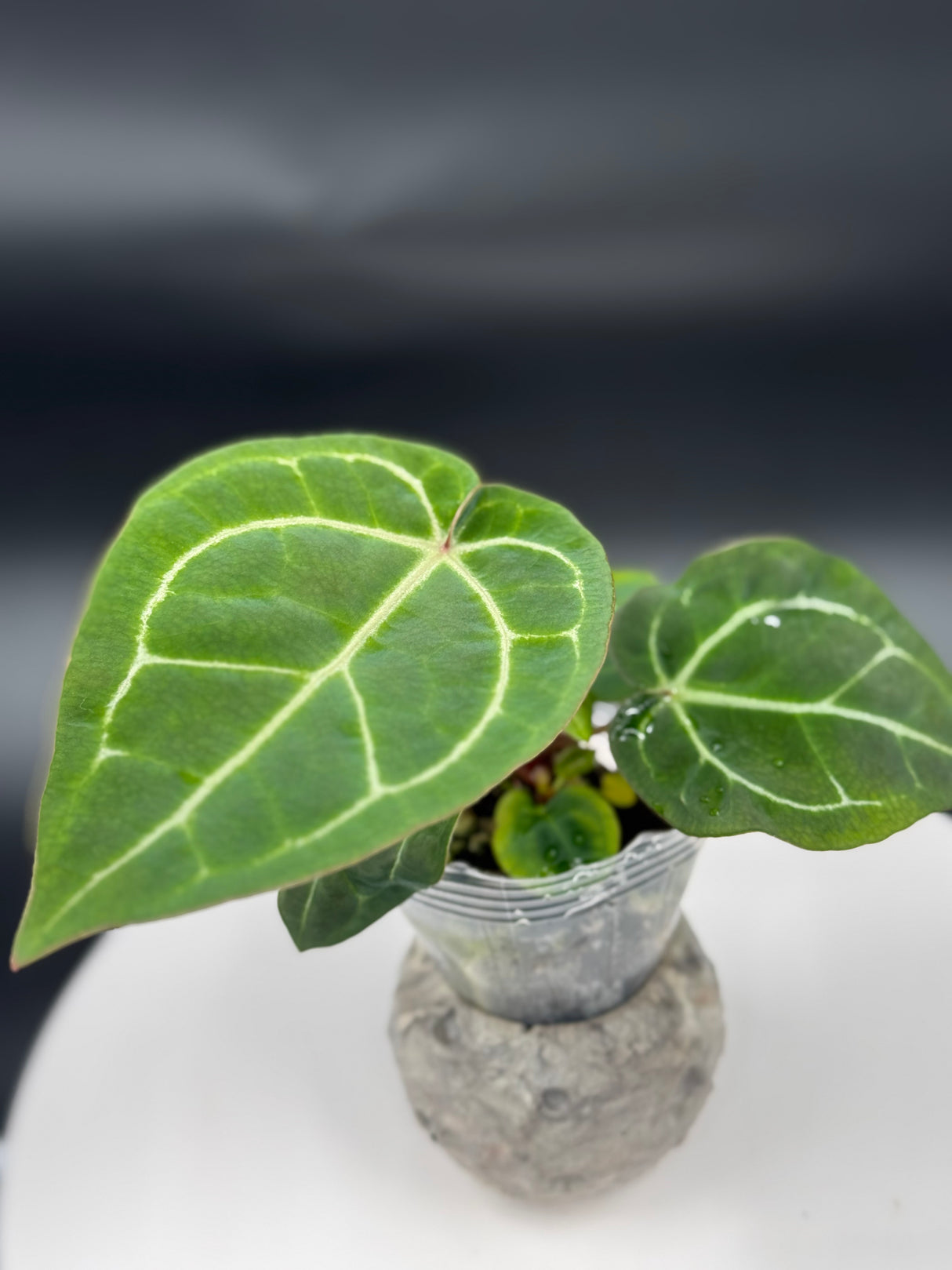 Anthurium BWM x (Brielle x Red Crystal)