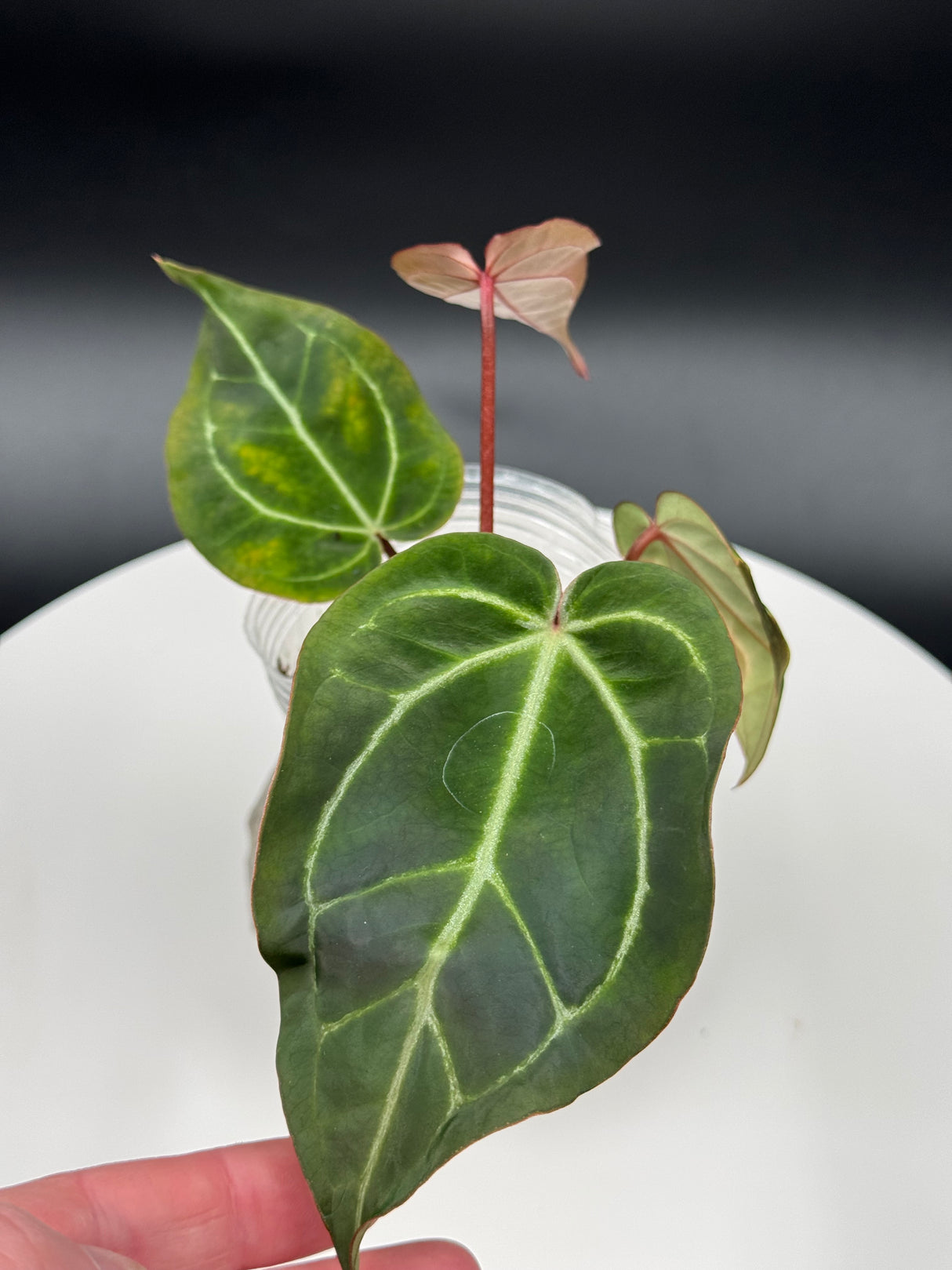 Anthurium BWM x (Brielle x Red Crystal)