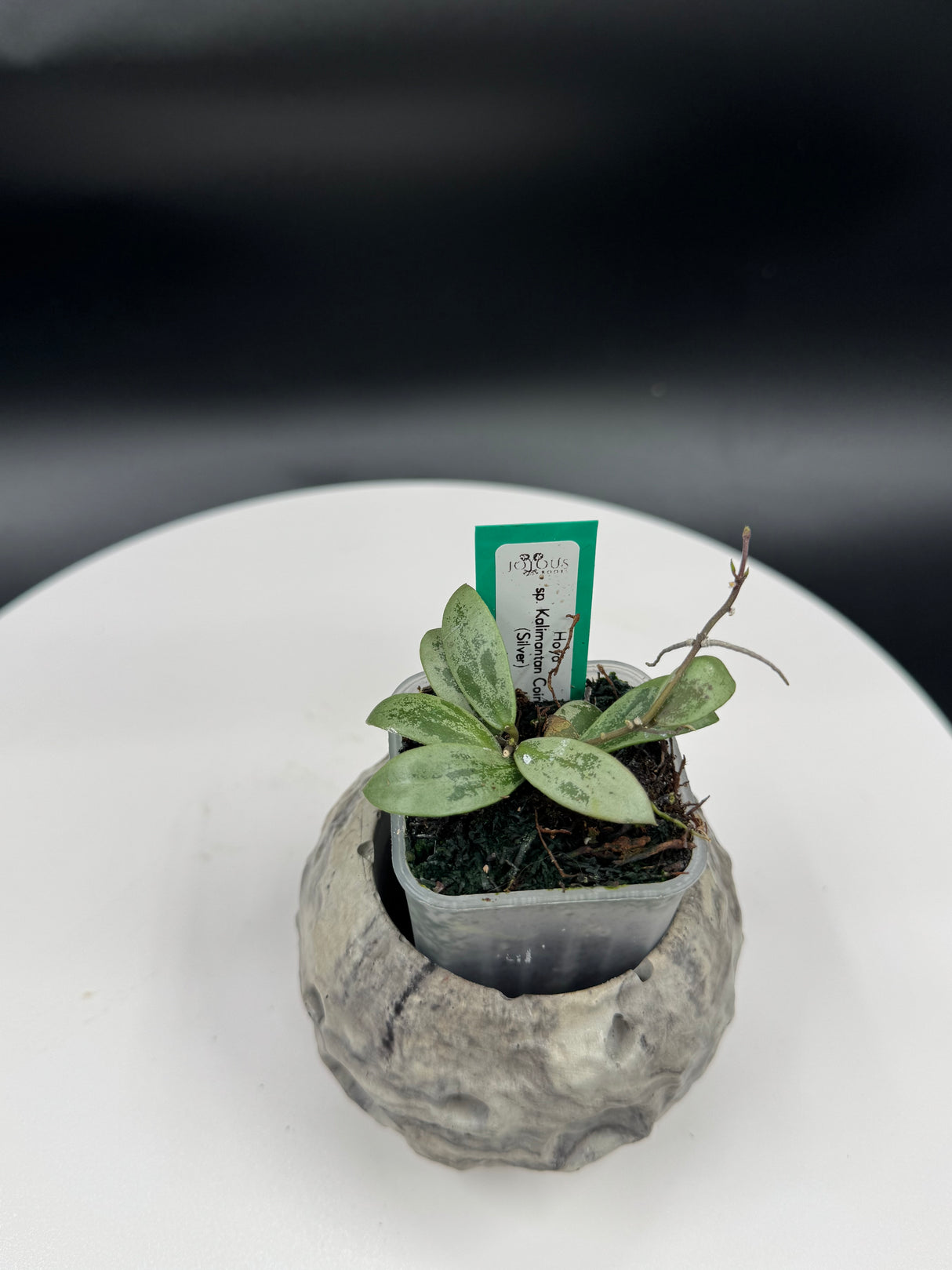 Hoya sp. Kalimantan Coin (Silver)