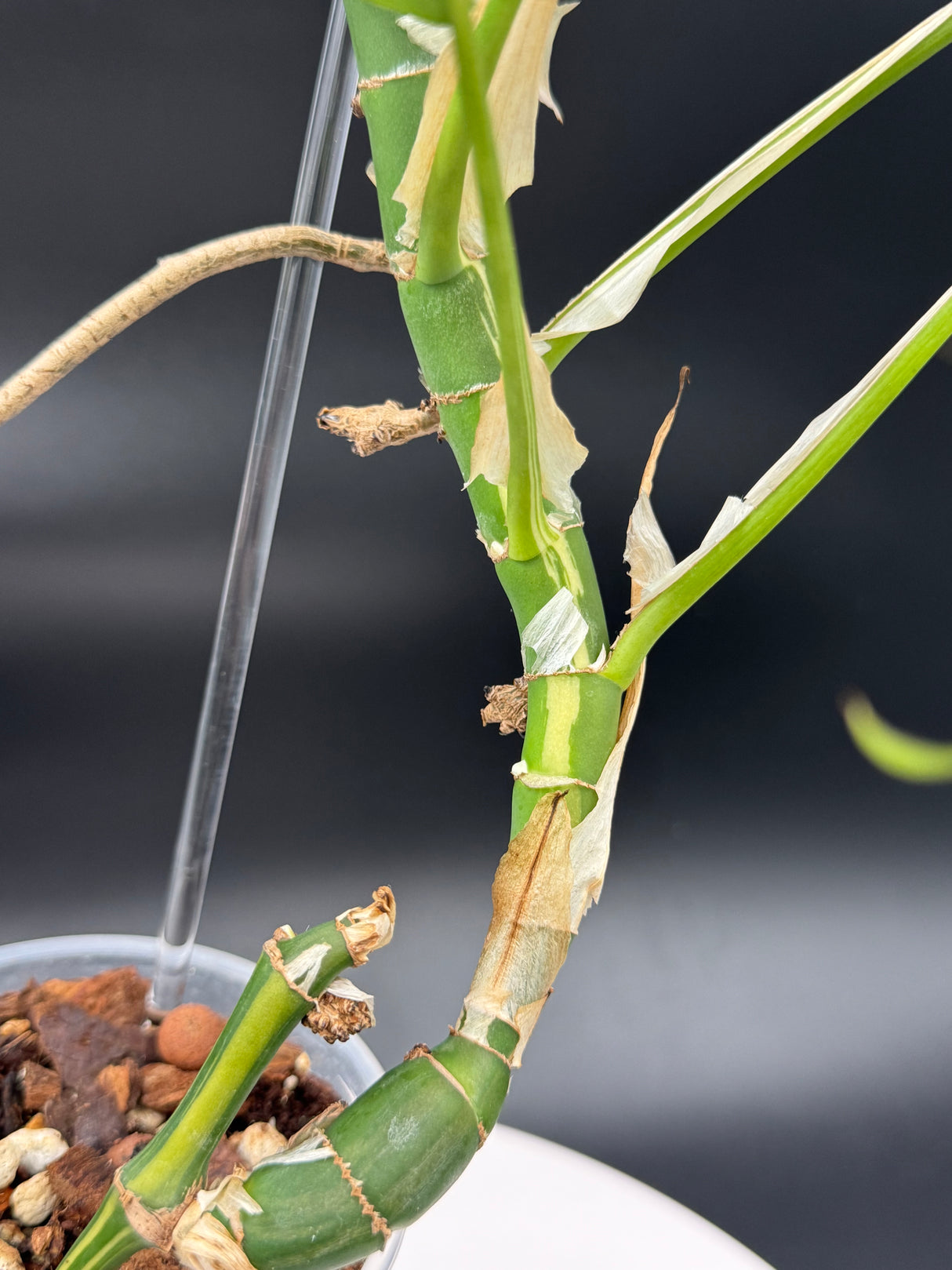 Reverted Tretasperma