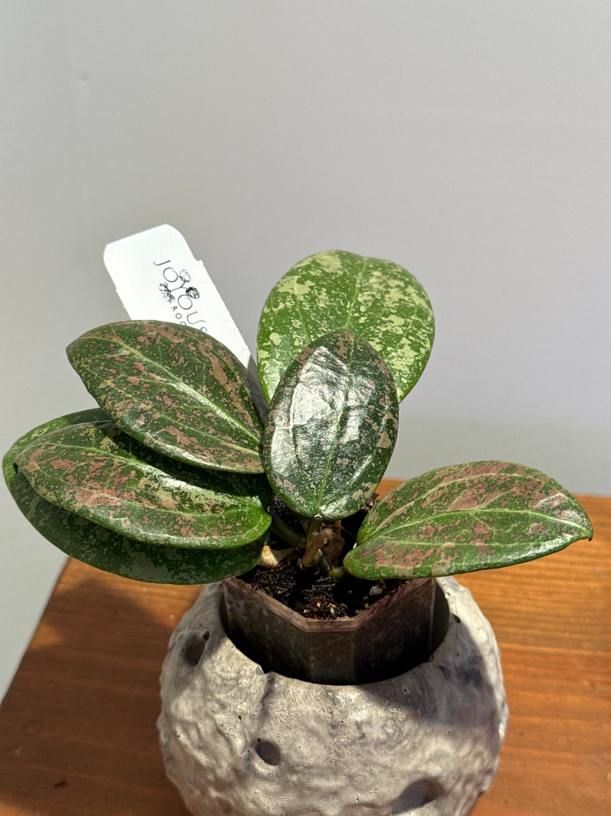 A-199 Hoya verticillata (FKA Wibergiae Round Leaf) (DMW-001-C)