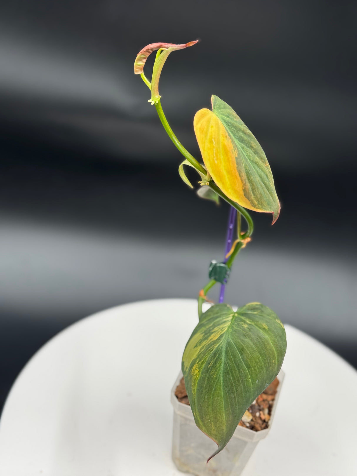 Philodendron Mican Aurea