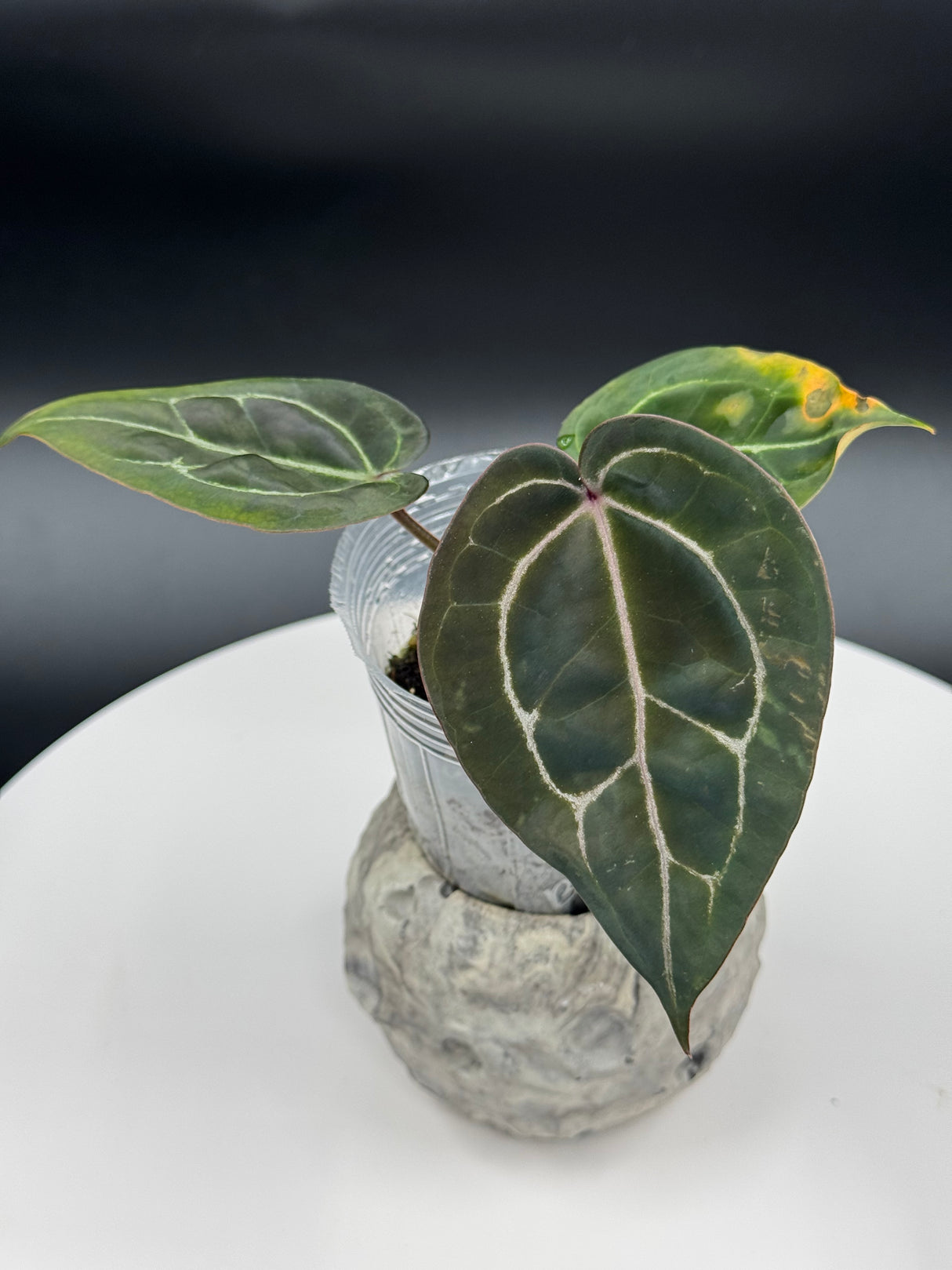 Anthurium BWM x (Brielle x Red Crystal)