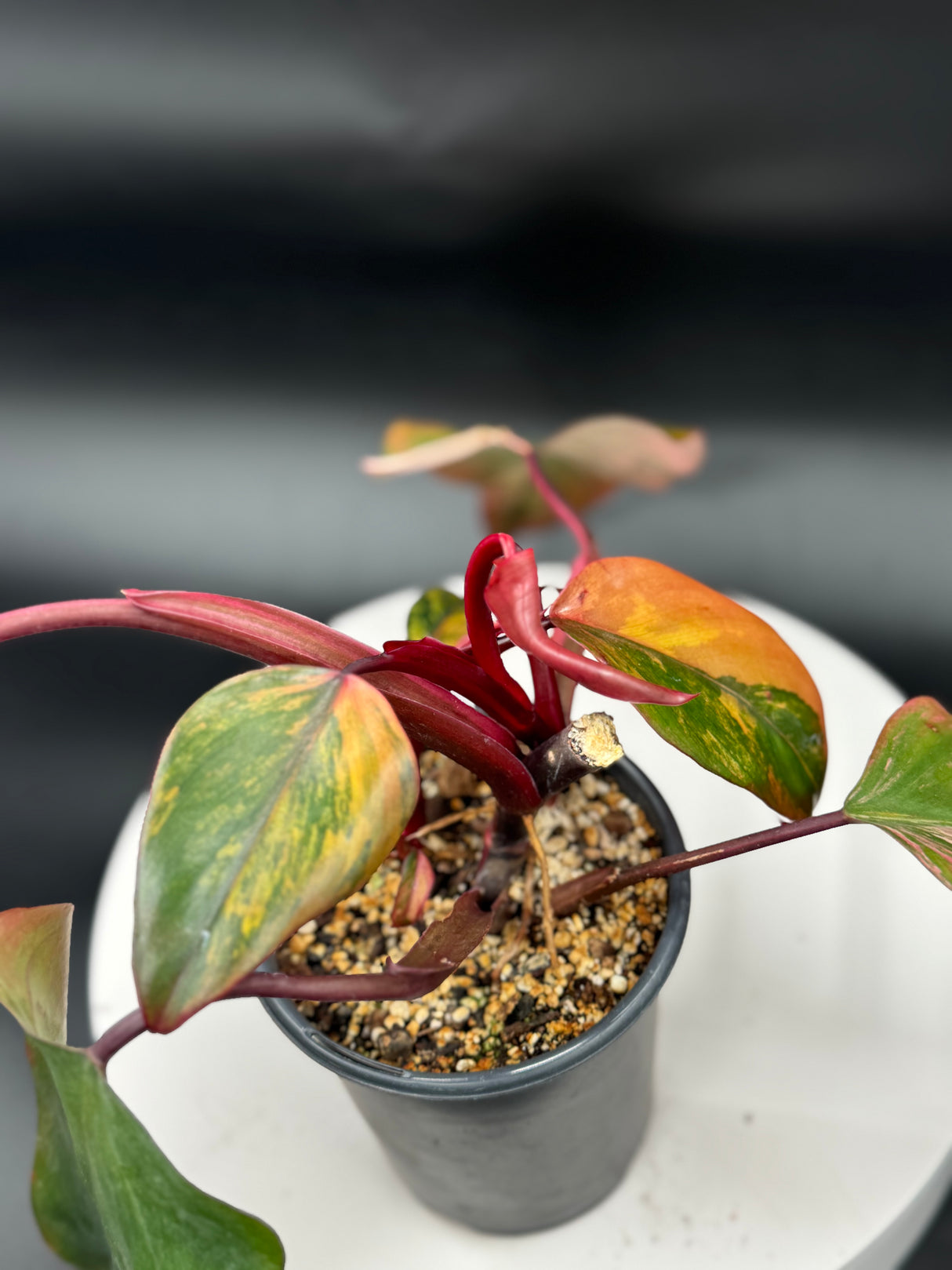 Philodendron Strawberry Shake