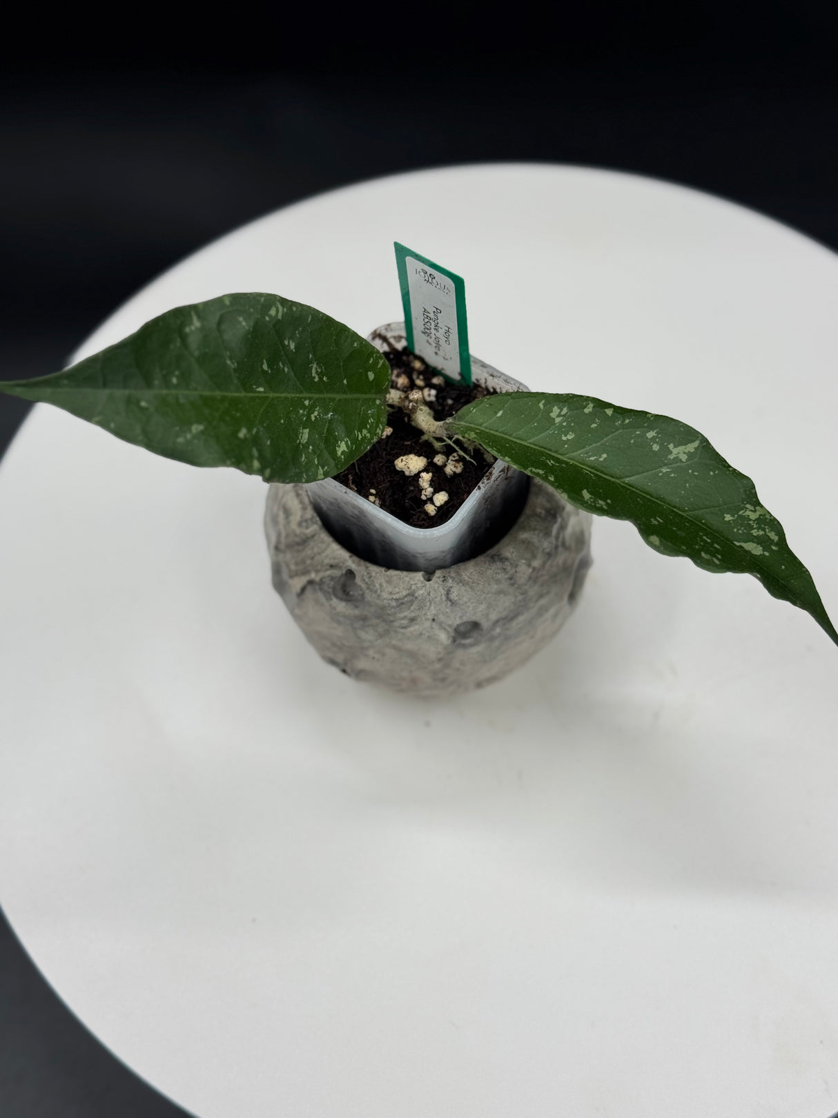 Hoya Pungke Jaya ABS008