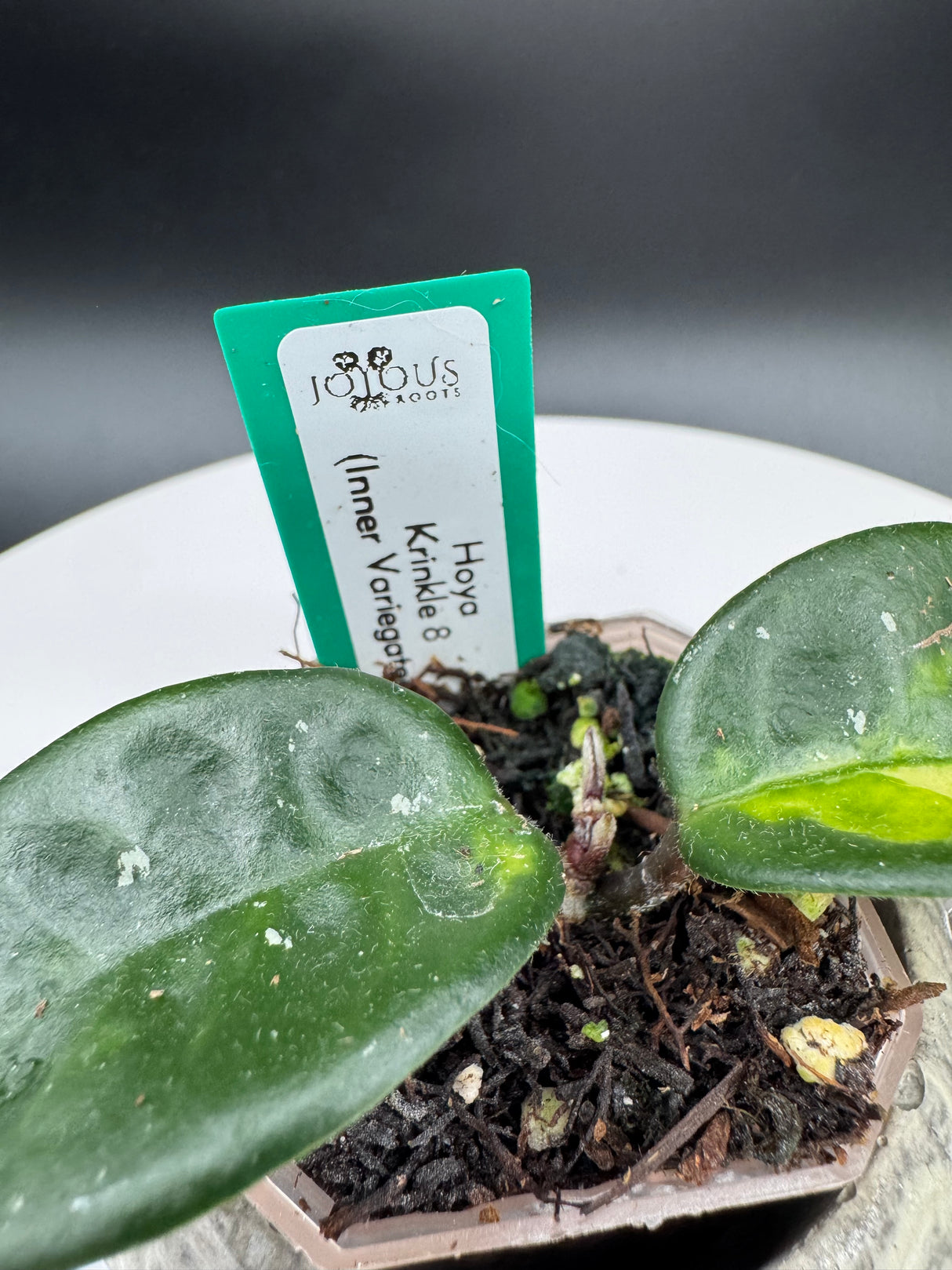 Hoya krinkle 8 Variegated