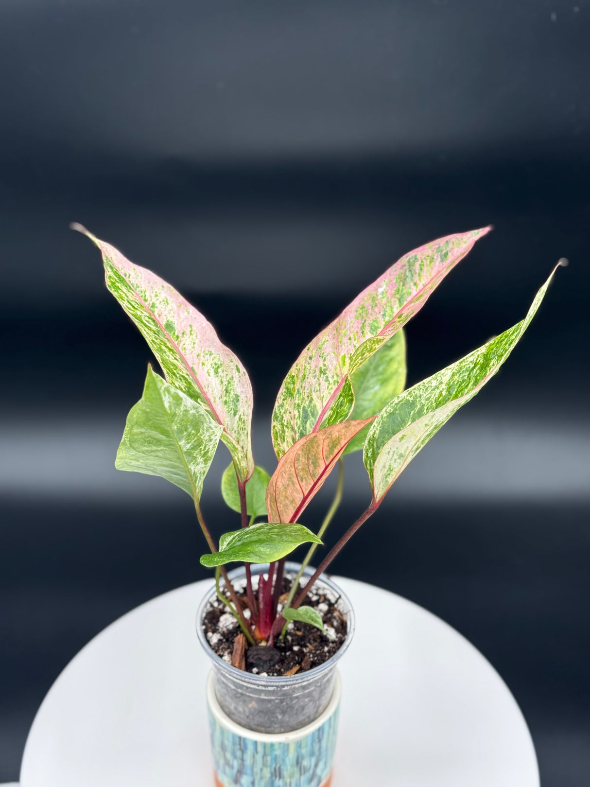 Anthurium Hookeri variegated