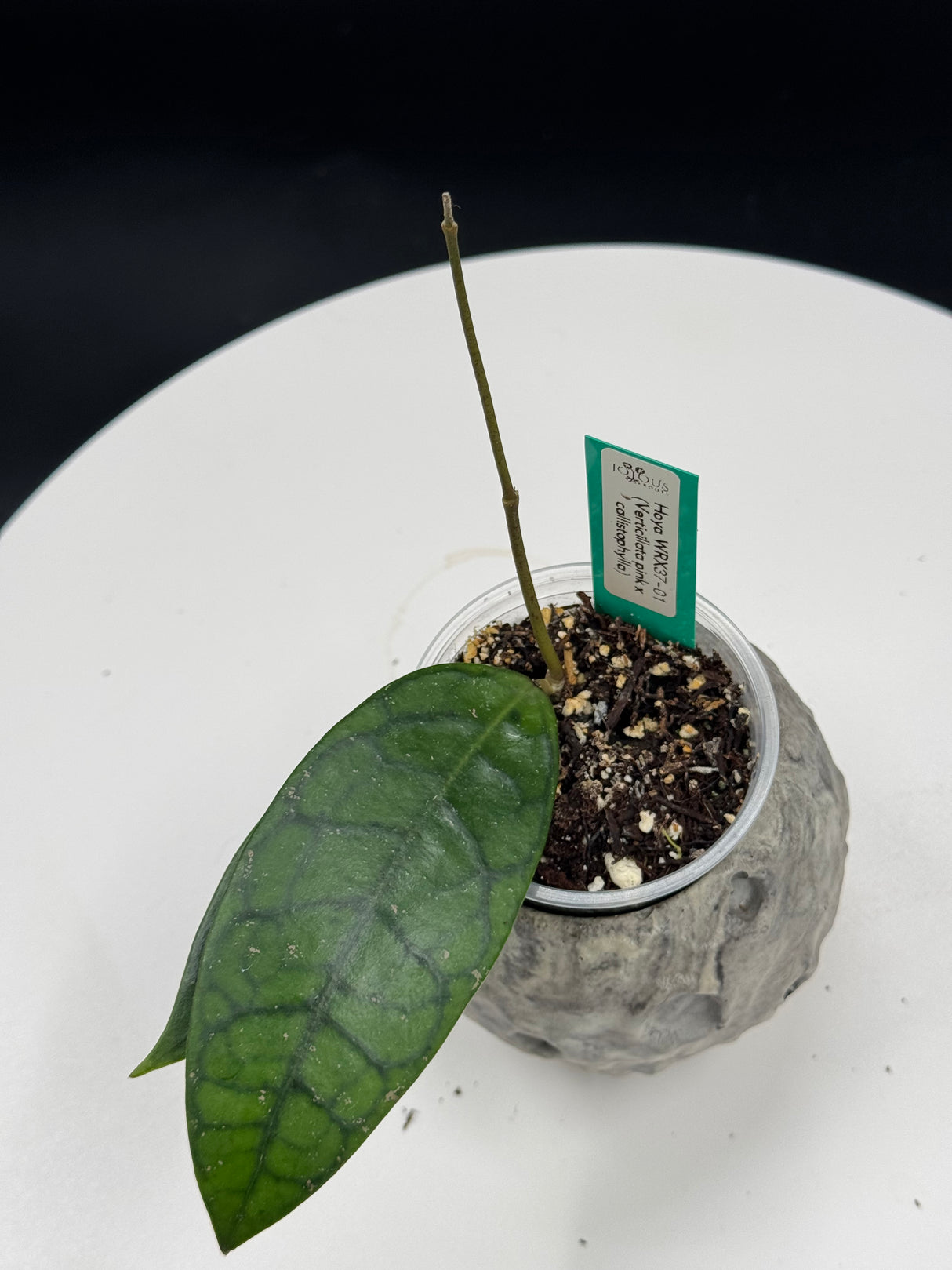 Hoya WRX37-01 (verticillata pink c callistophylla)