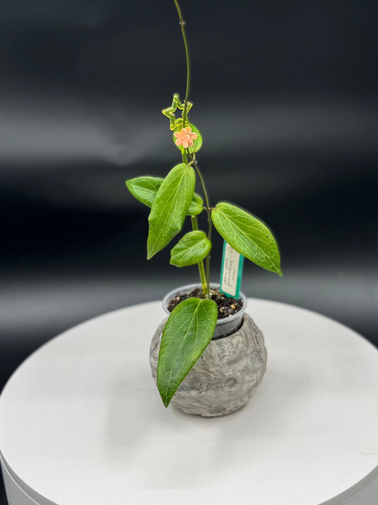 Hoya Soligamiana green flower