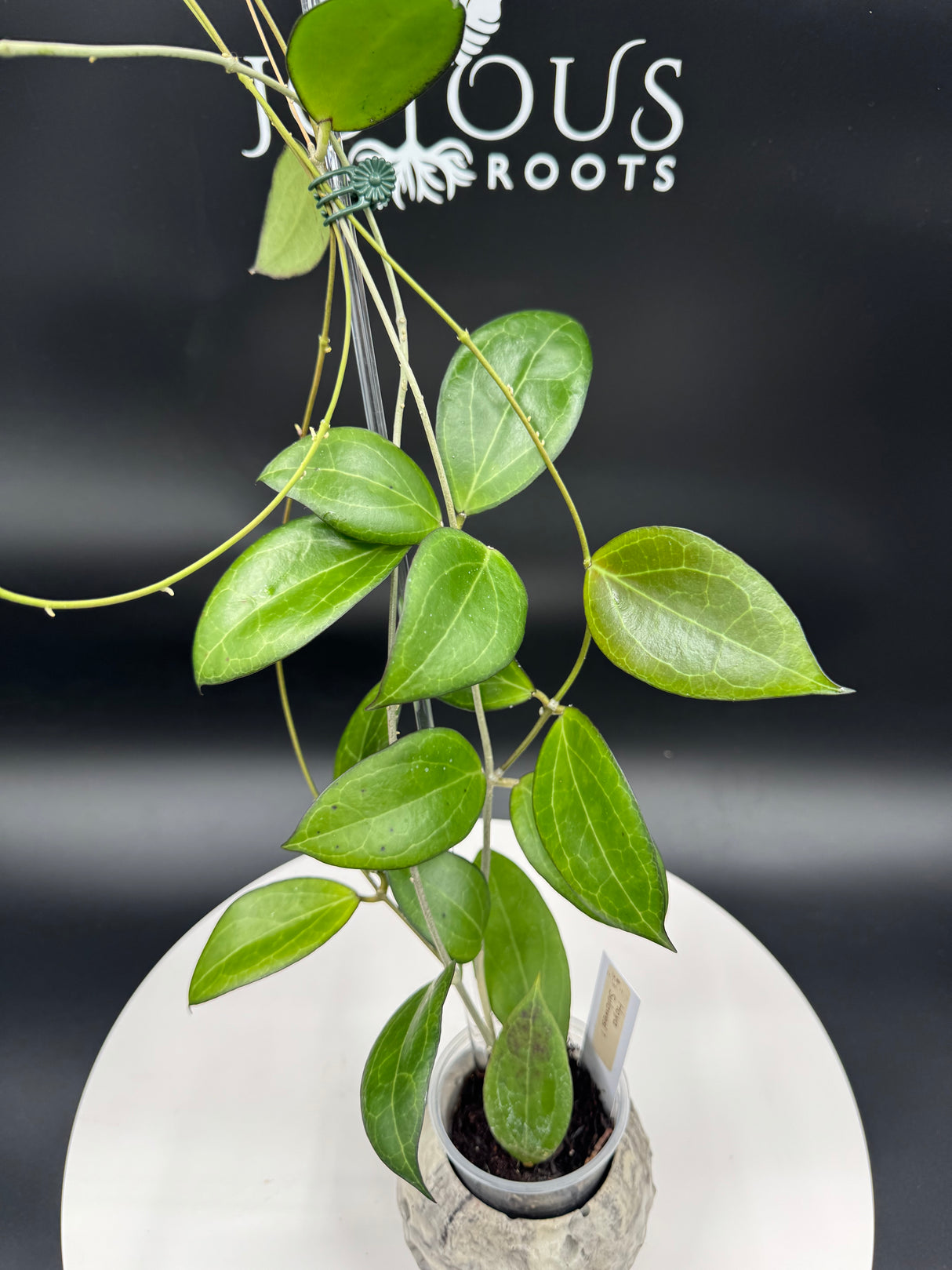 Hoya sp. sulawesi No.1