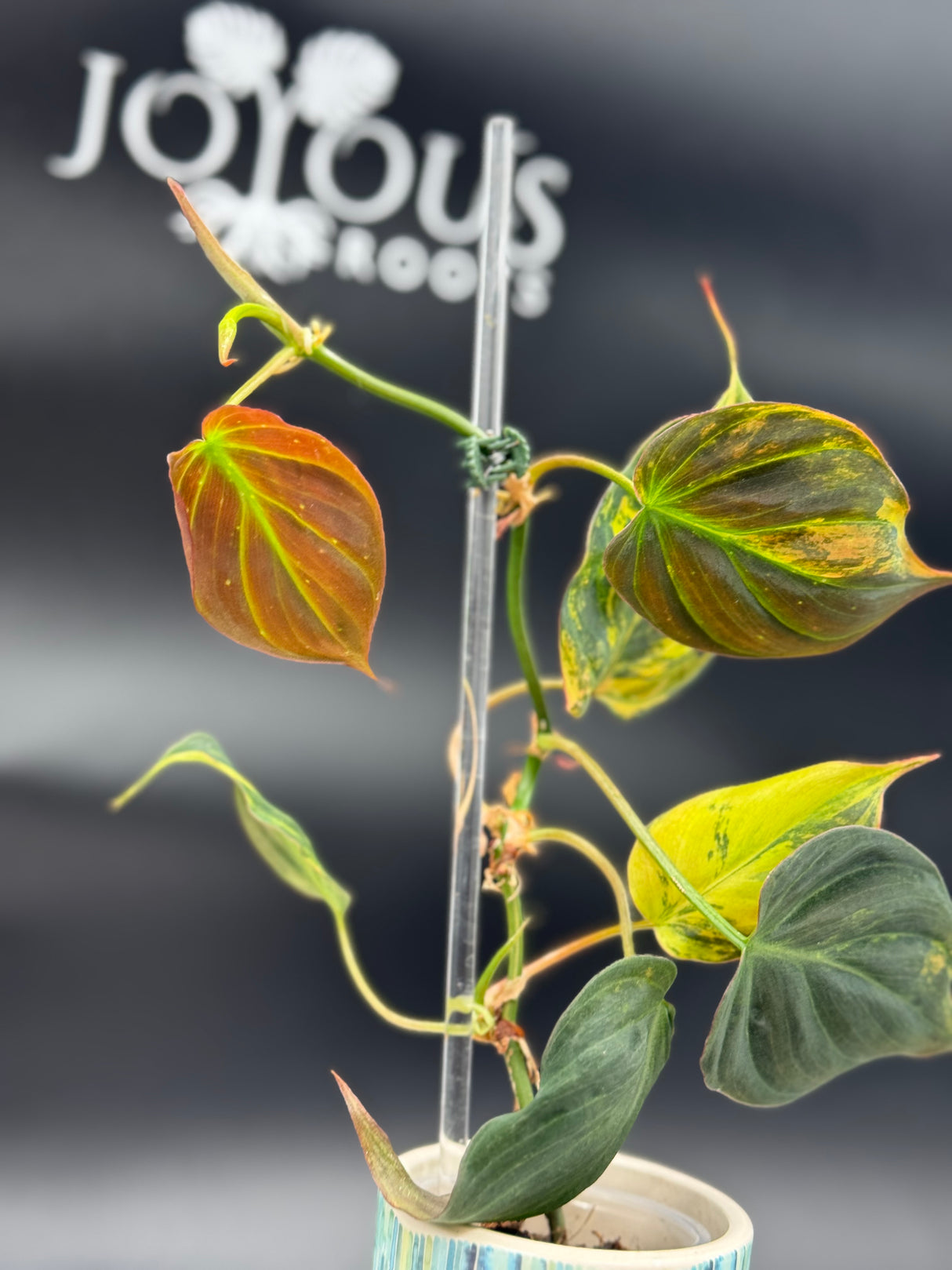 Philodendron Mican Aurea