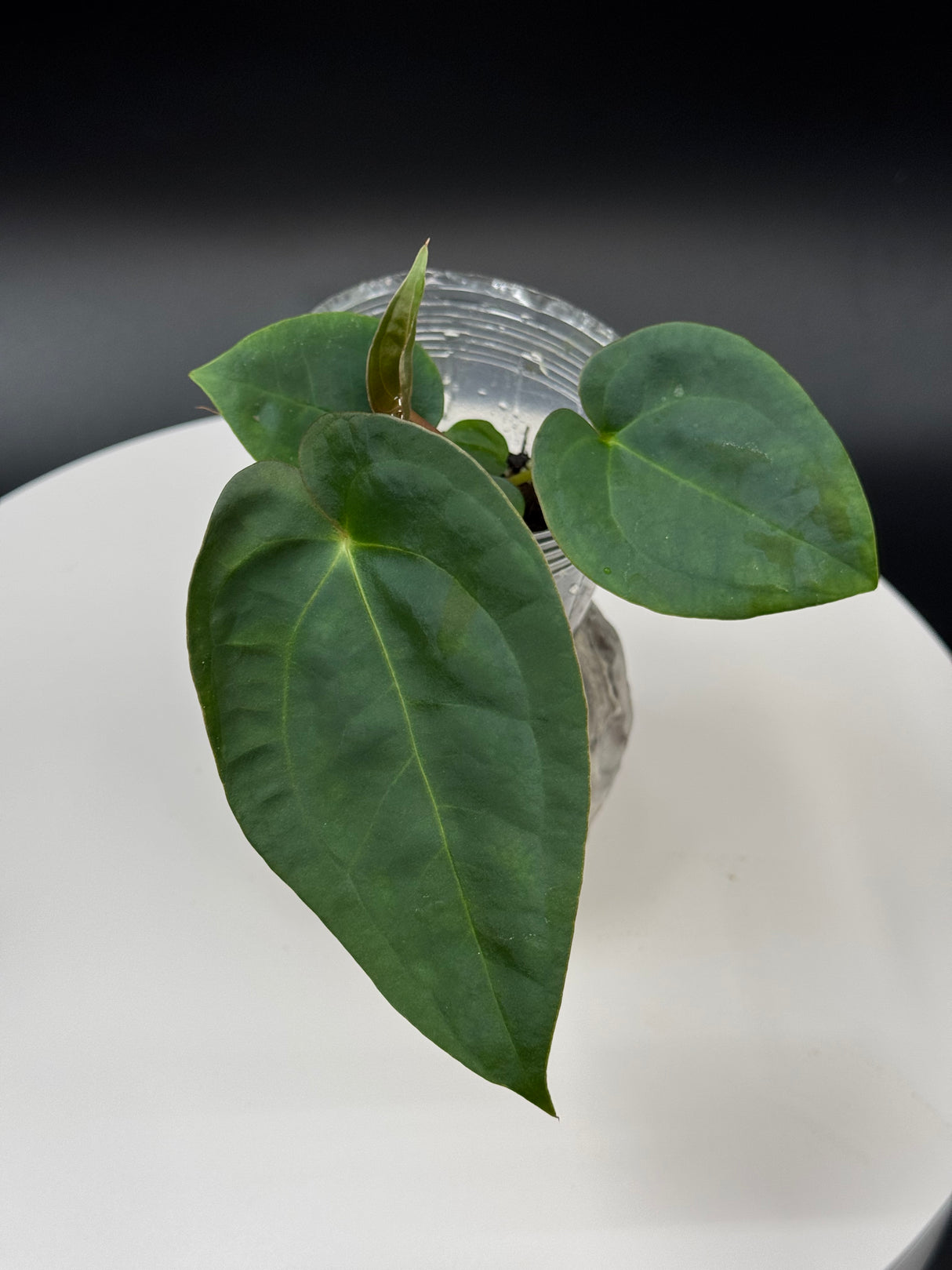 Anthurium BWM X Papi “Trop 10”