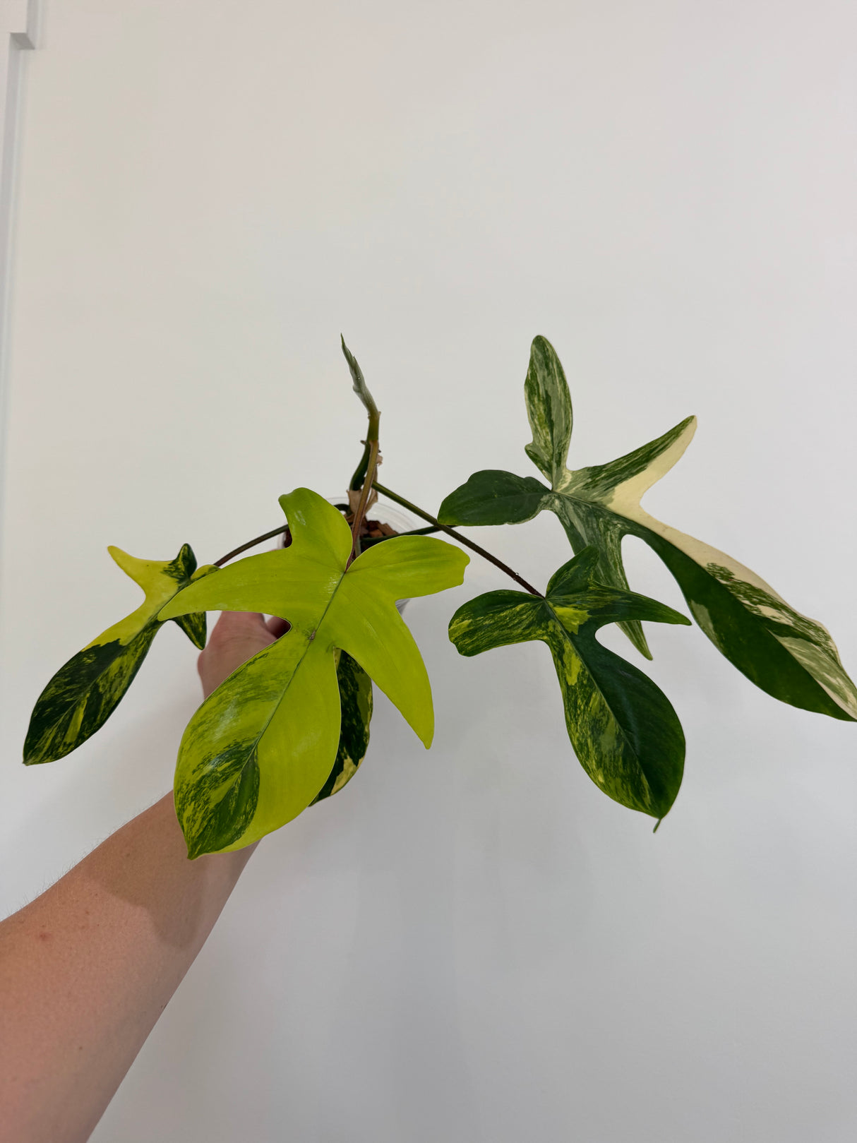 Philodendron Florida Beauty