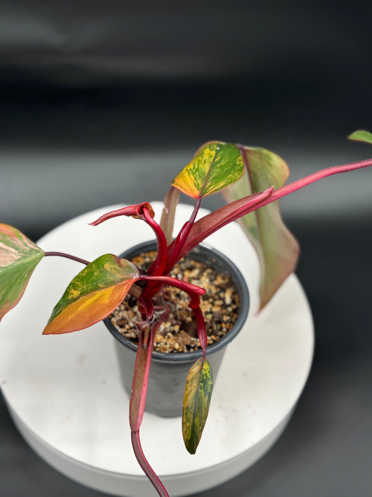 Philodendron Strawberry Shake