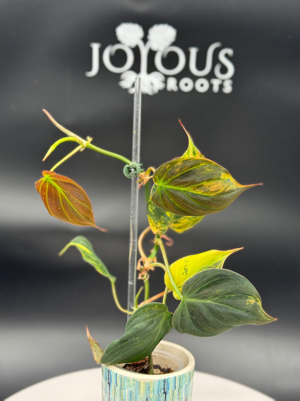 Philodendron Mican Aurea