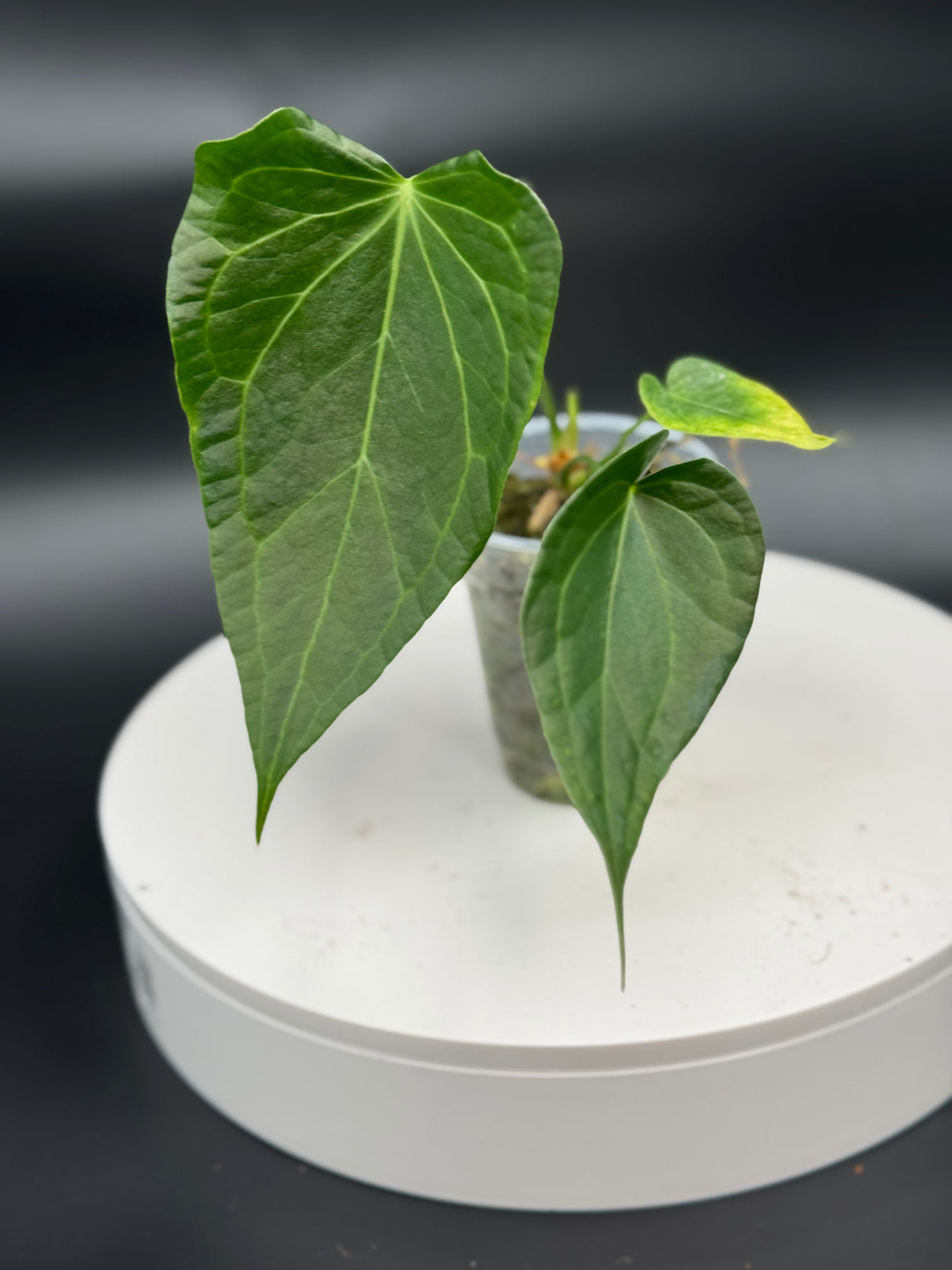 Anthurium Delta Force