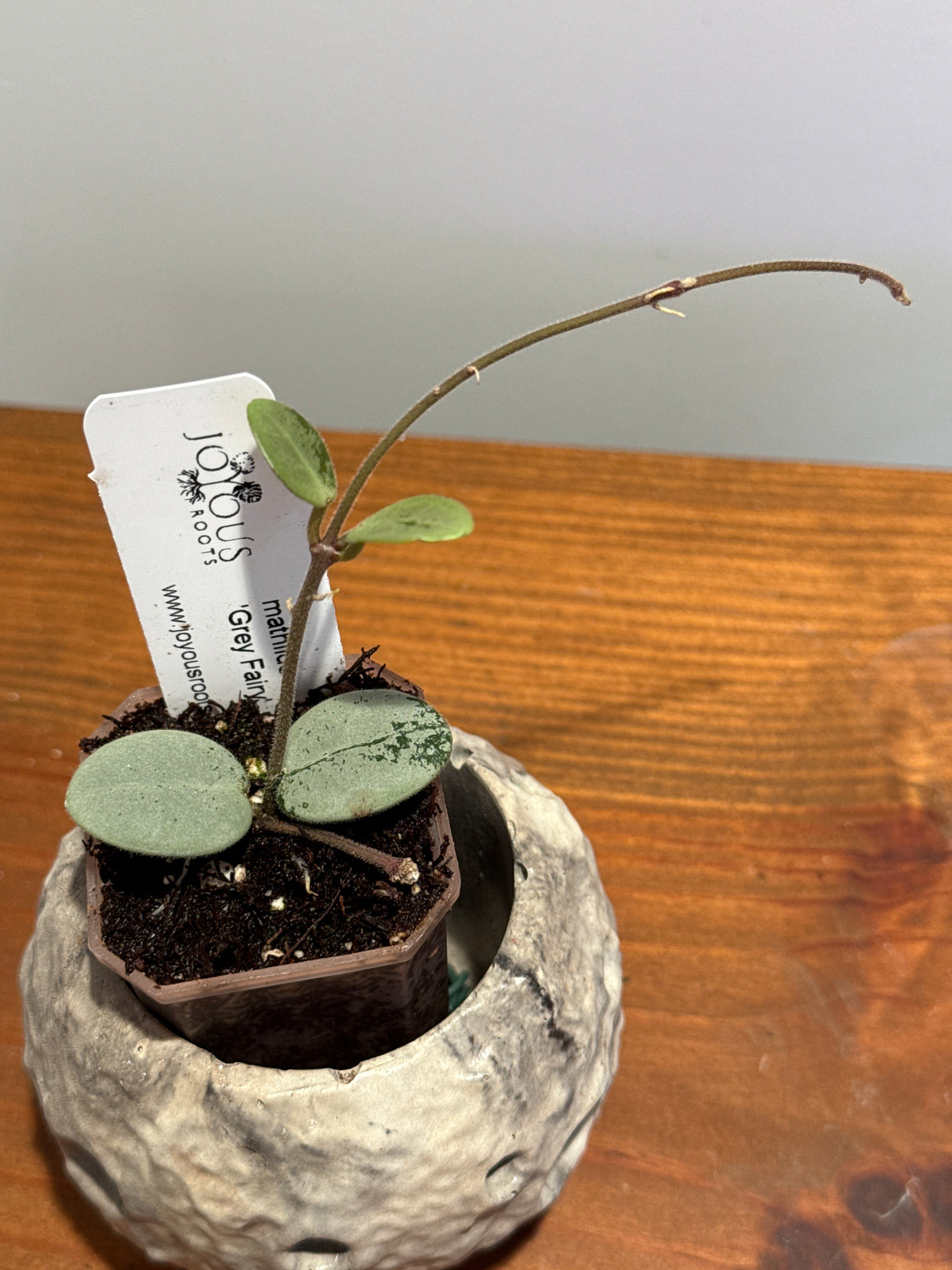 A-194 mathilde ‘Grey Fairy’