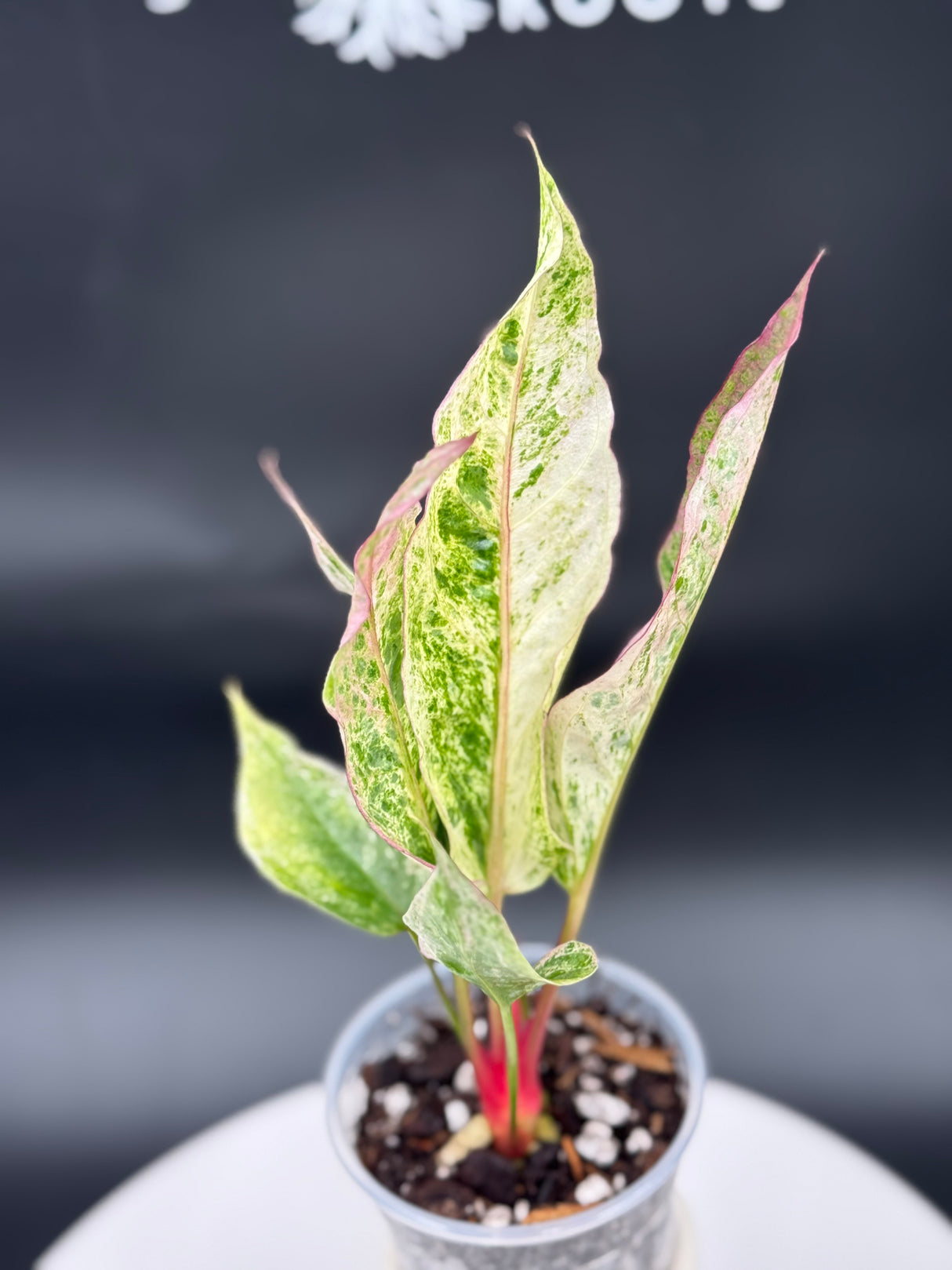 Anthurium Hookeri variegated