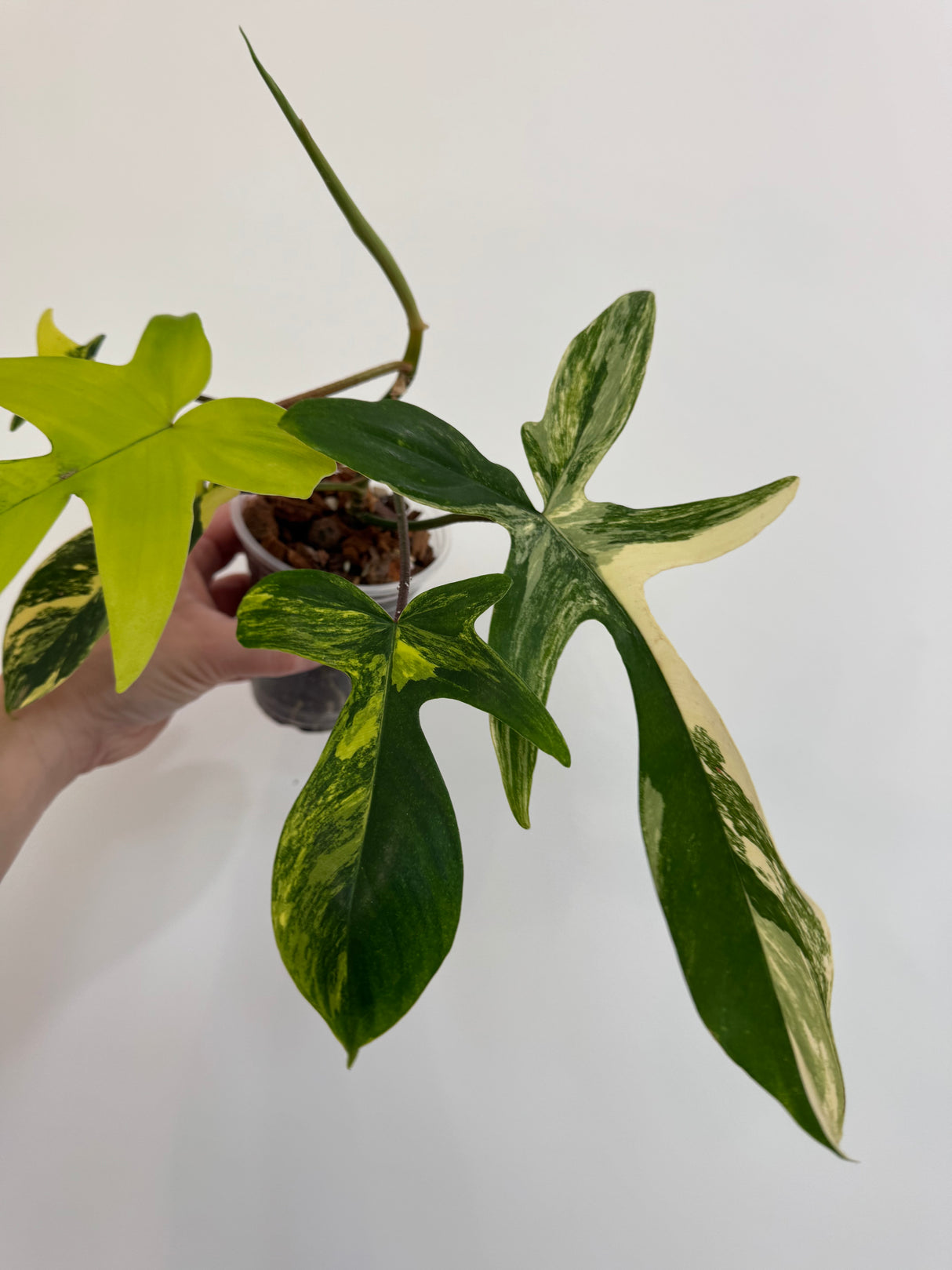 Philodendron Florida Beauty