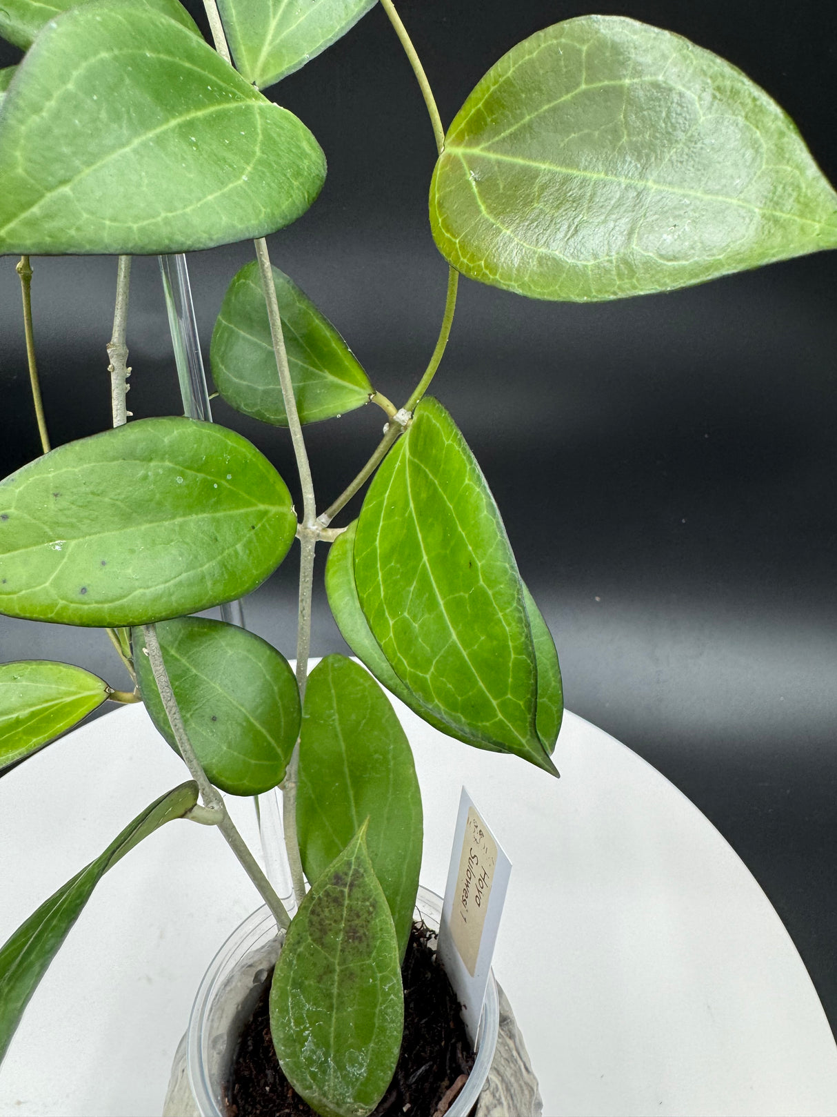 Hoya sp. sulawesi No.1
