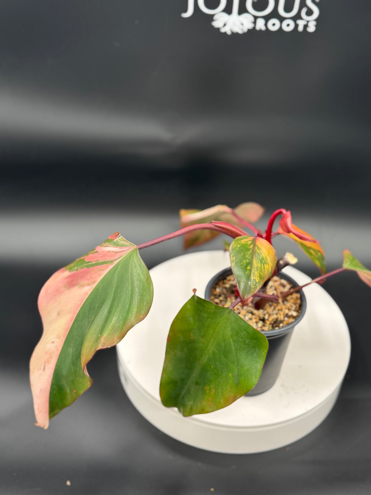 Philodendron Strawberry Shake